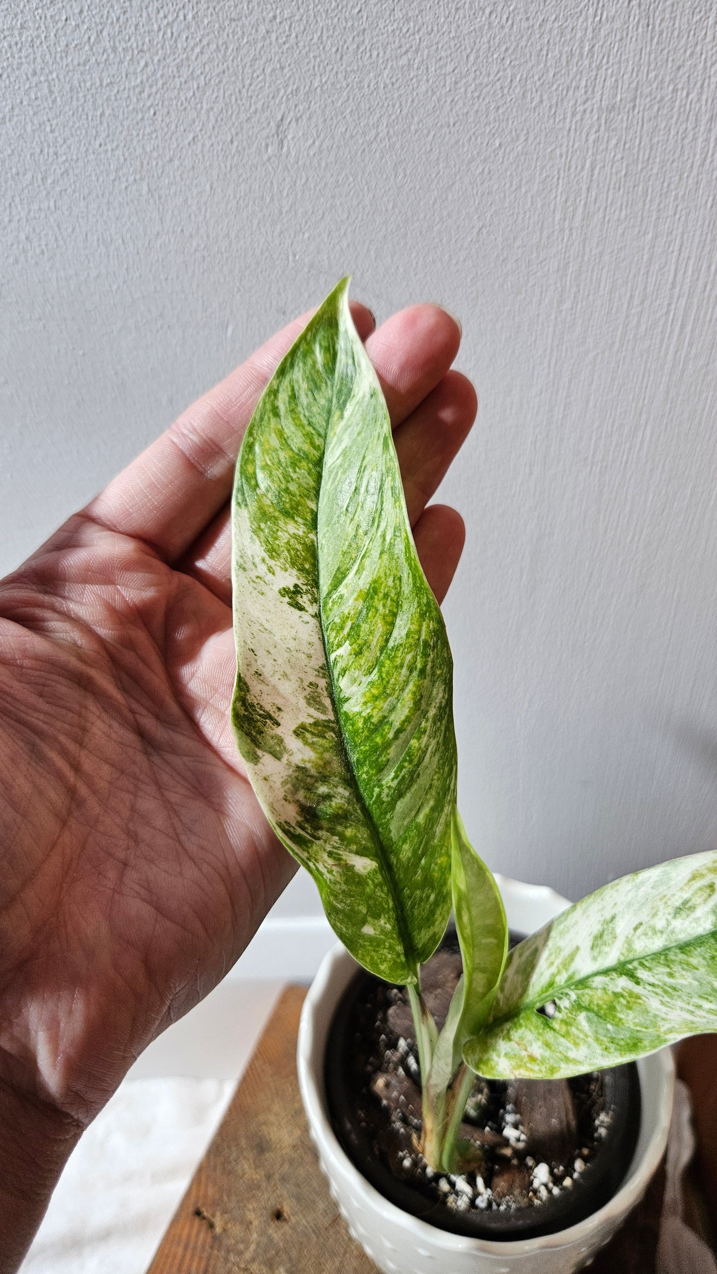 Rhaphidophora Masuwa Variegata (AUT-075)