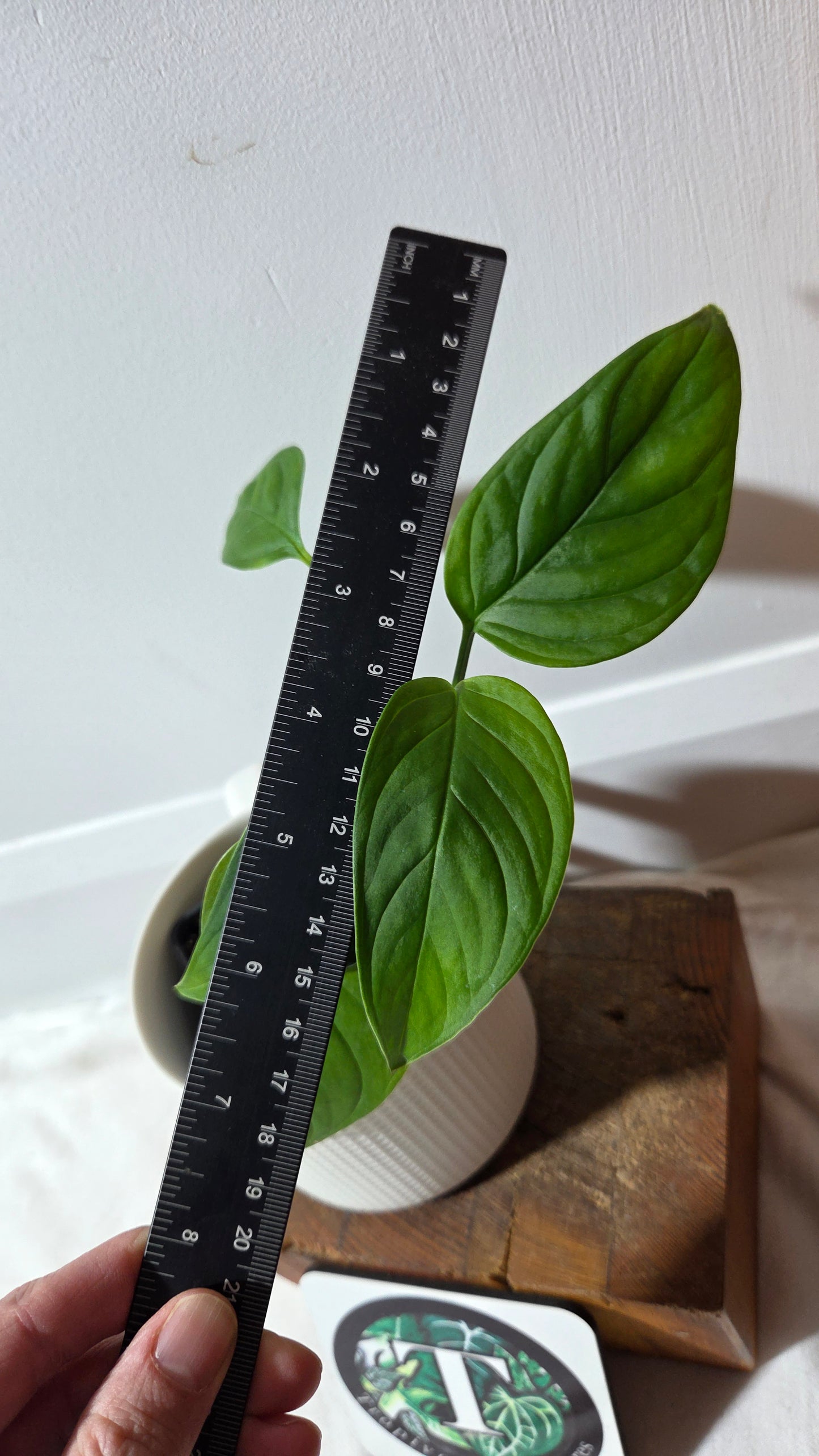 Monstera Obliqua Aff LaUnion (MON-518)
