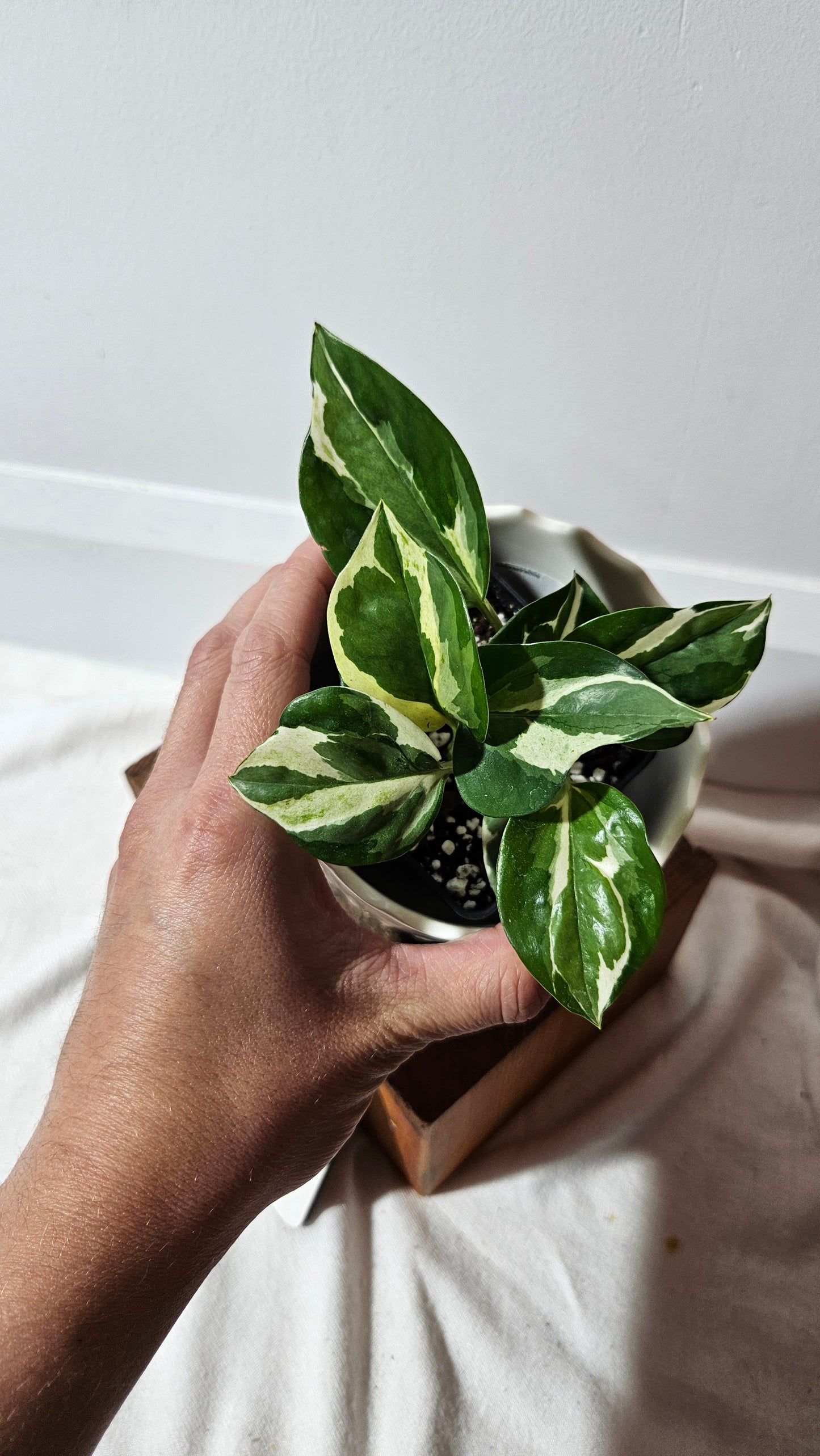 Epipremnum Aureum Glacier (EPI-187)