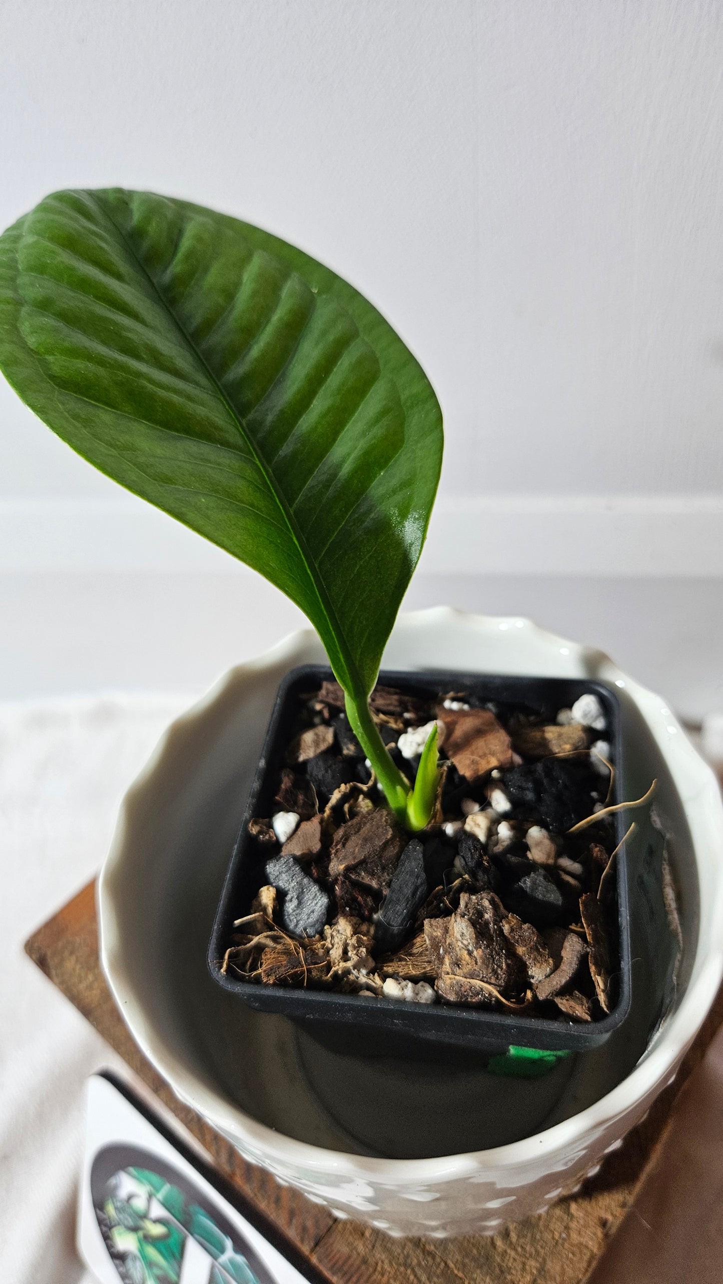 Anthurium Oxycarpum "format PETIT"(ANT-414)