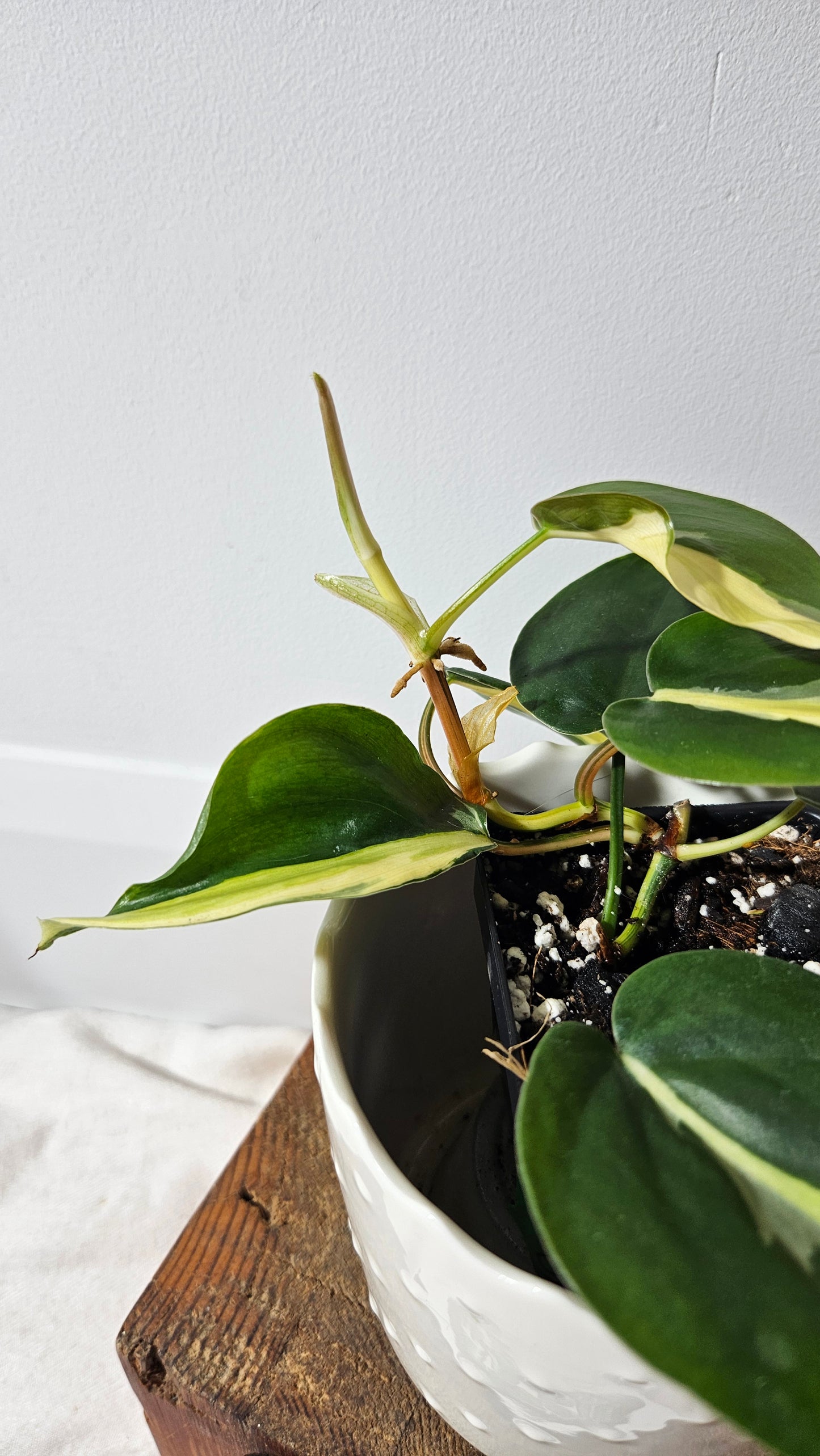 Philodendron Hederaceum Silver Stripe (PHI-734)