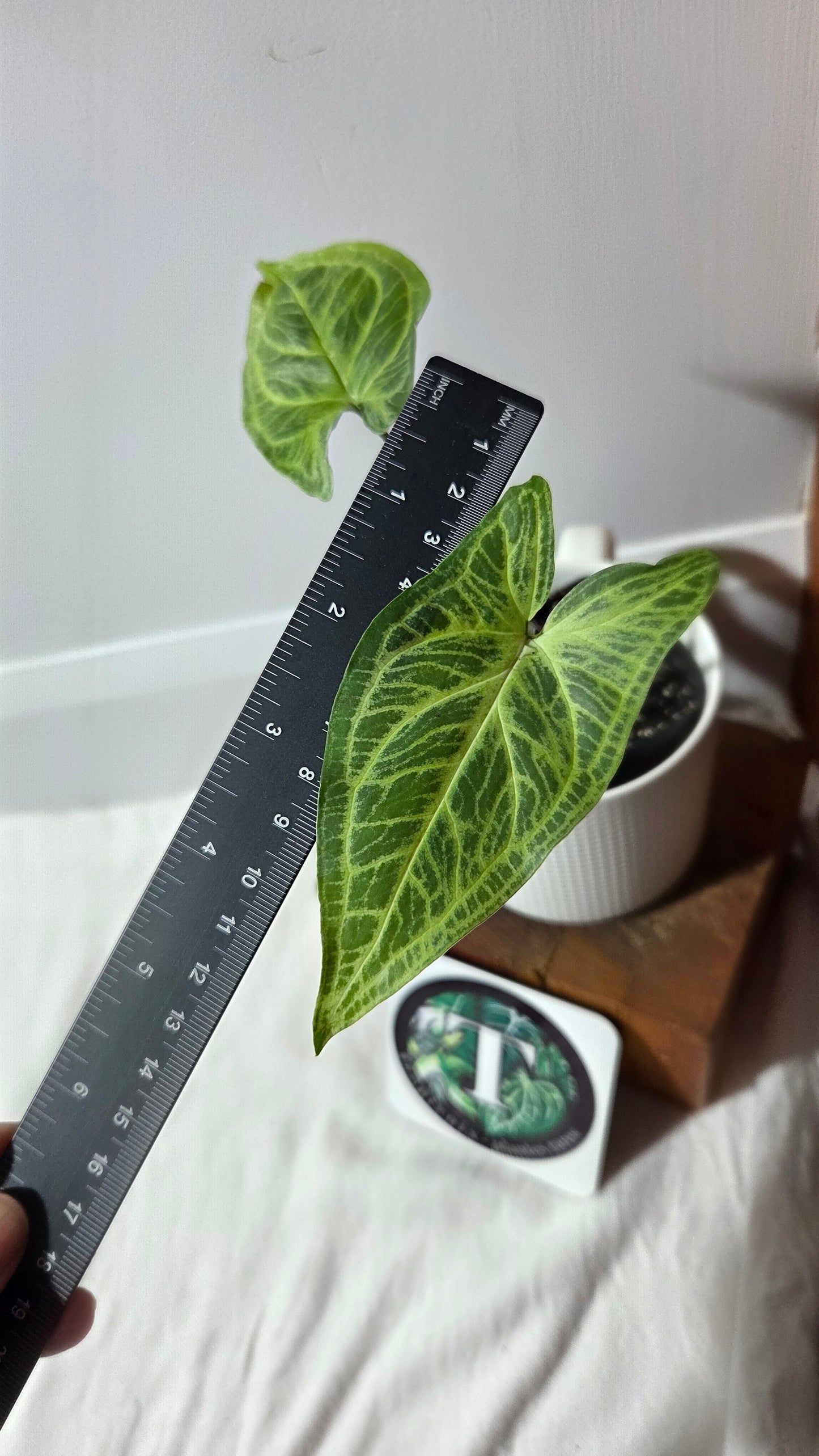 Syngonium Batik (SYN-492)