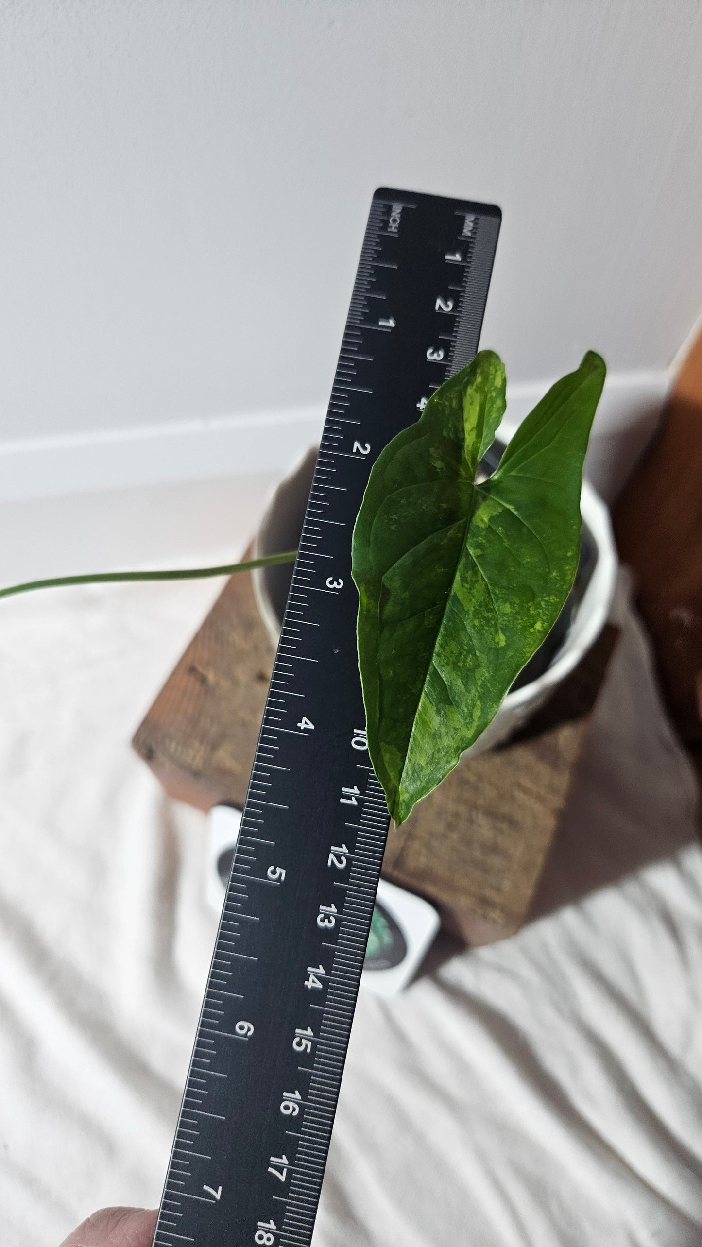 Syngonium Faustina Mint (SYN-411)