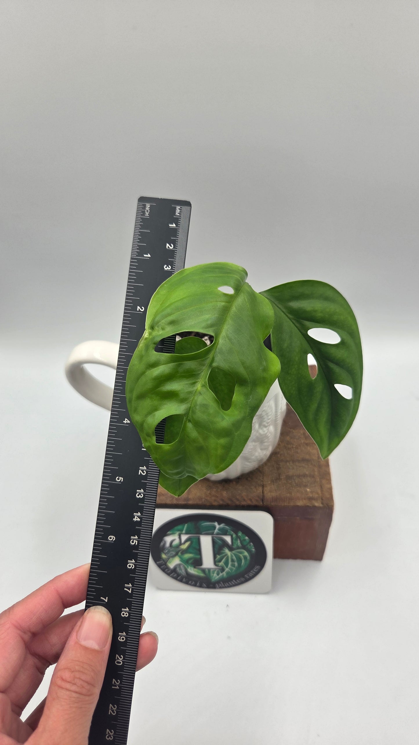 Monstera Esqueletto (MON-575)