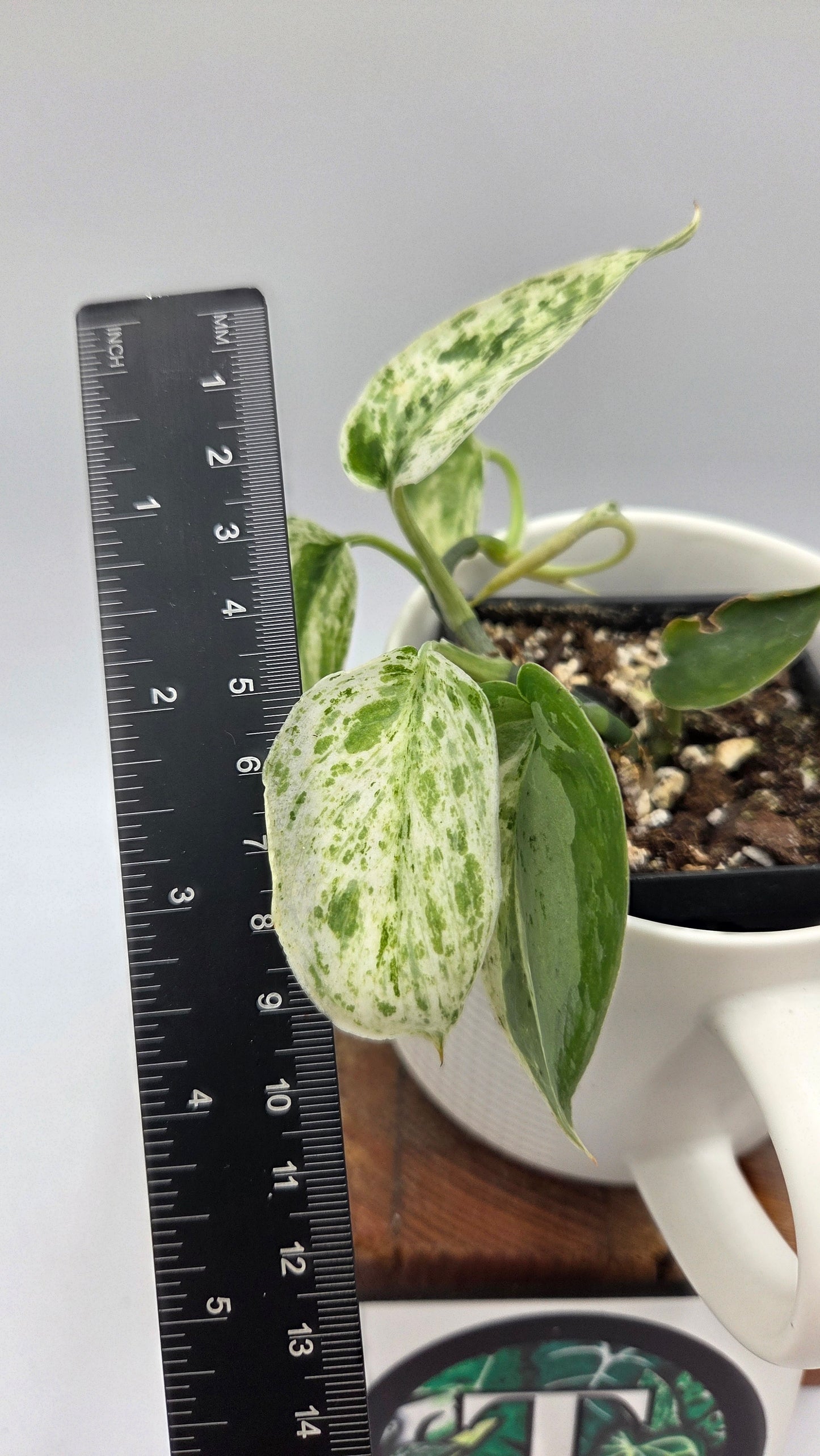 Scindapsus Silver Splash Dark Variegata (SCI-841)