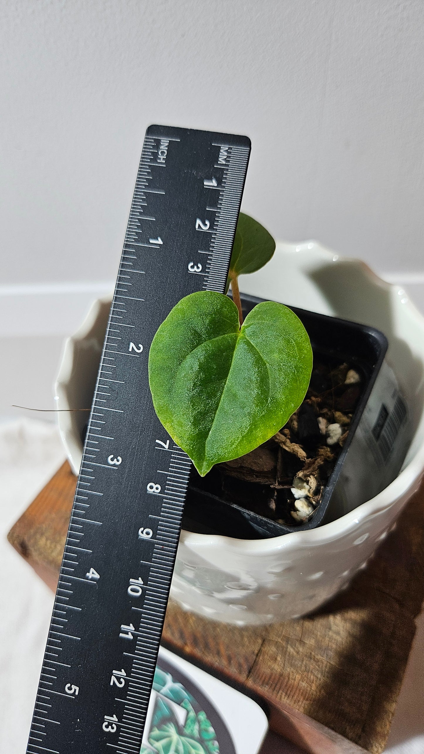 Anthurium Goliath "format SEEDLING" (ANT-467)