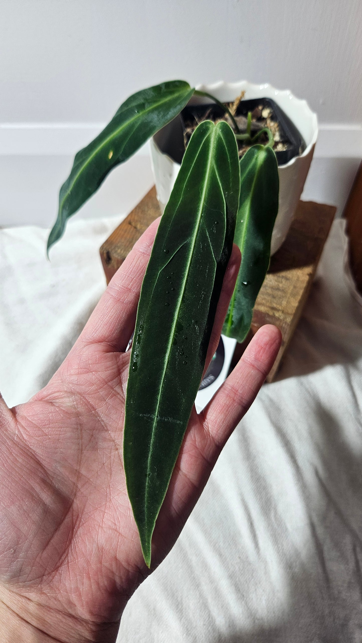 Anthurium Warocqueanum Super Narrow "format MOYEN" (ANT-395)