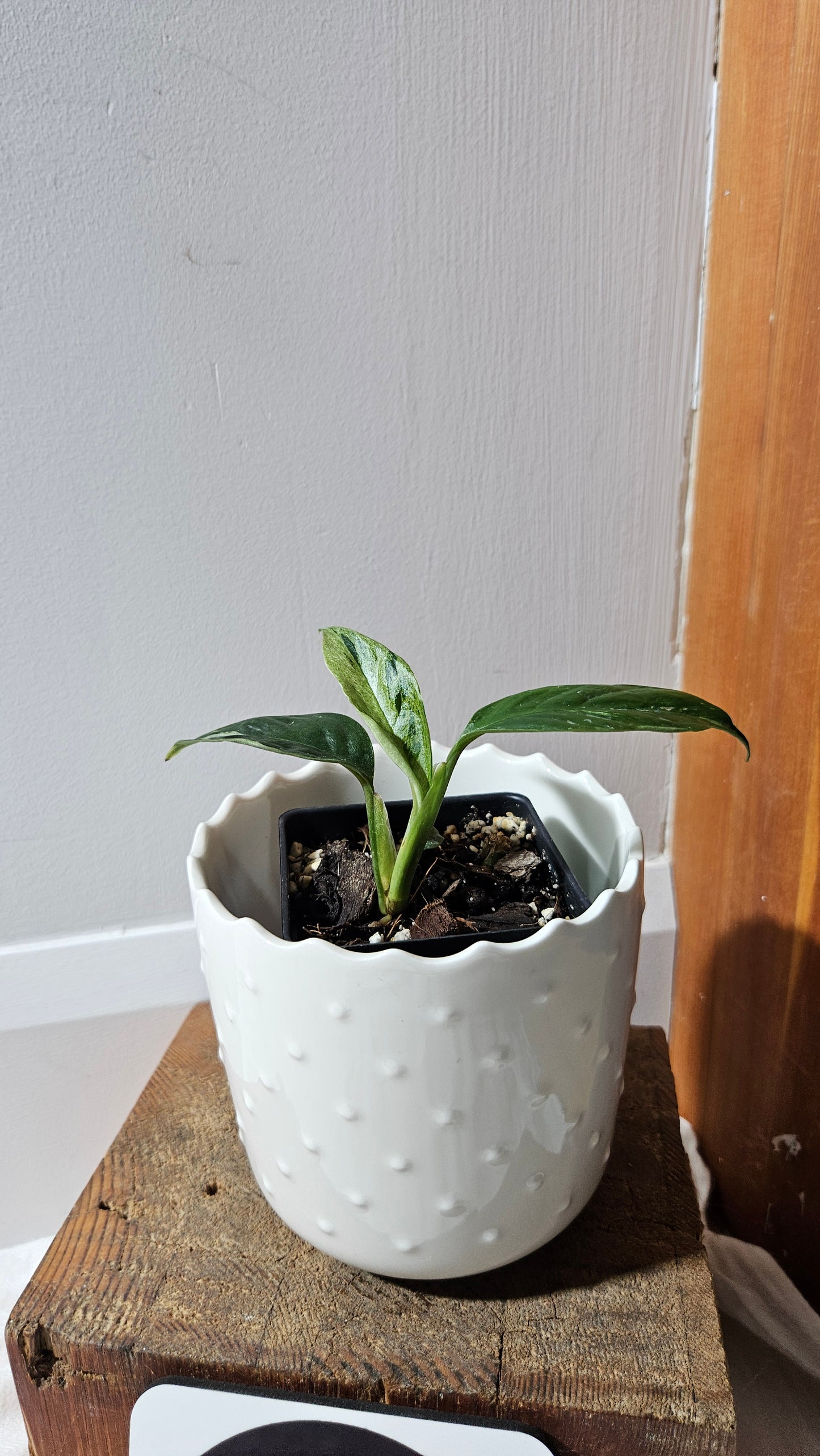 Rhaphidophora Foraminifera Mint (AUT-076)