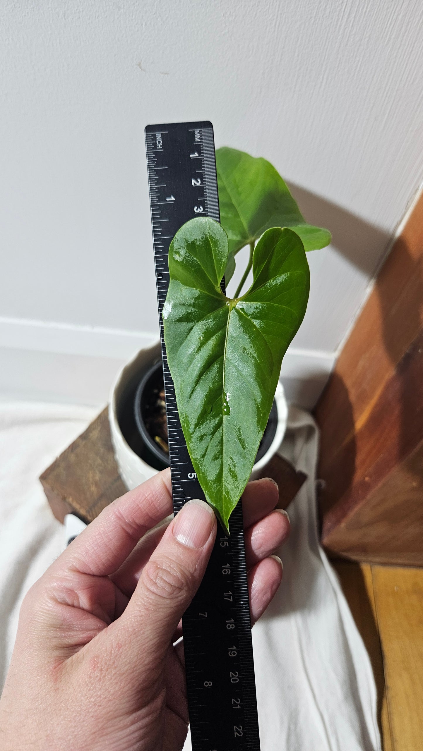Anthurium Balaoanum "MEDIUM format" (ANT-325)