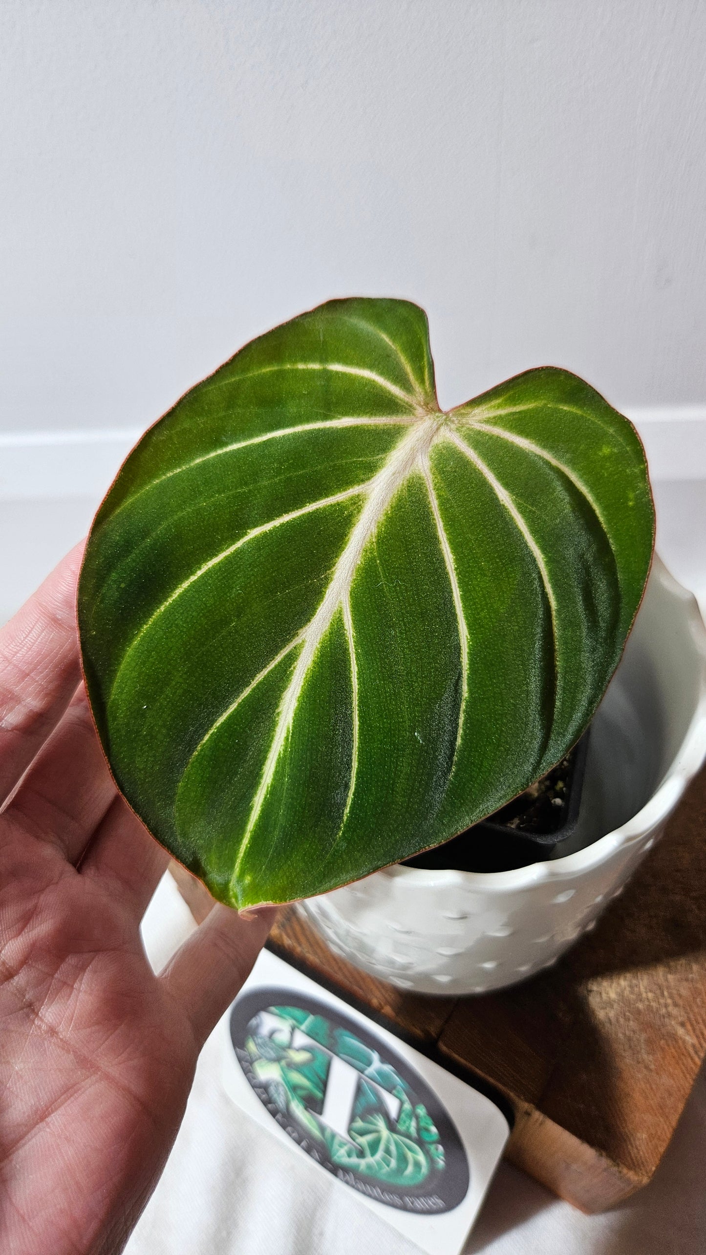 Philodendron Gloriosum Radiante (PHI-814)