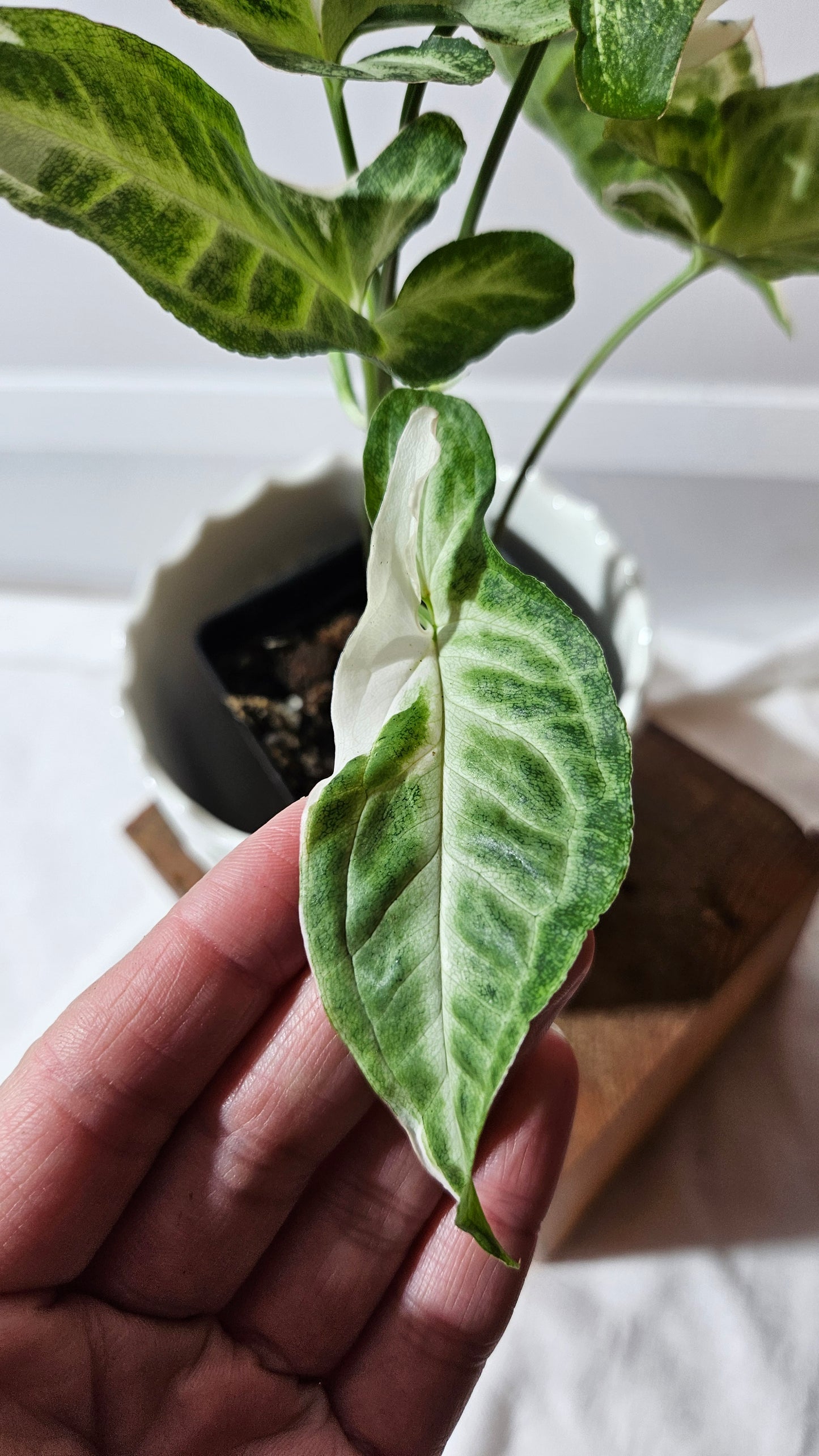 Syngonium T25 (SYN-430)