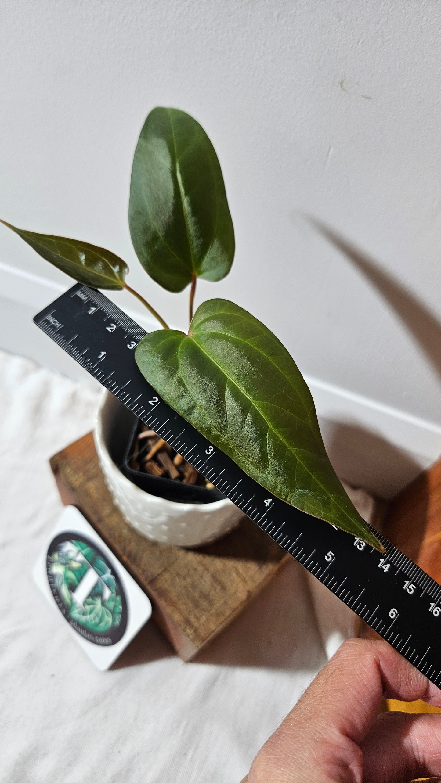 Anthurium Luxurians X Napo "format MOYEN" (ANT-249)