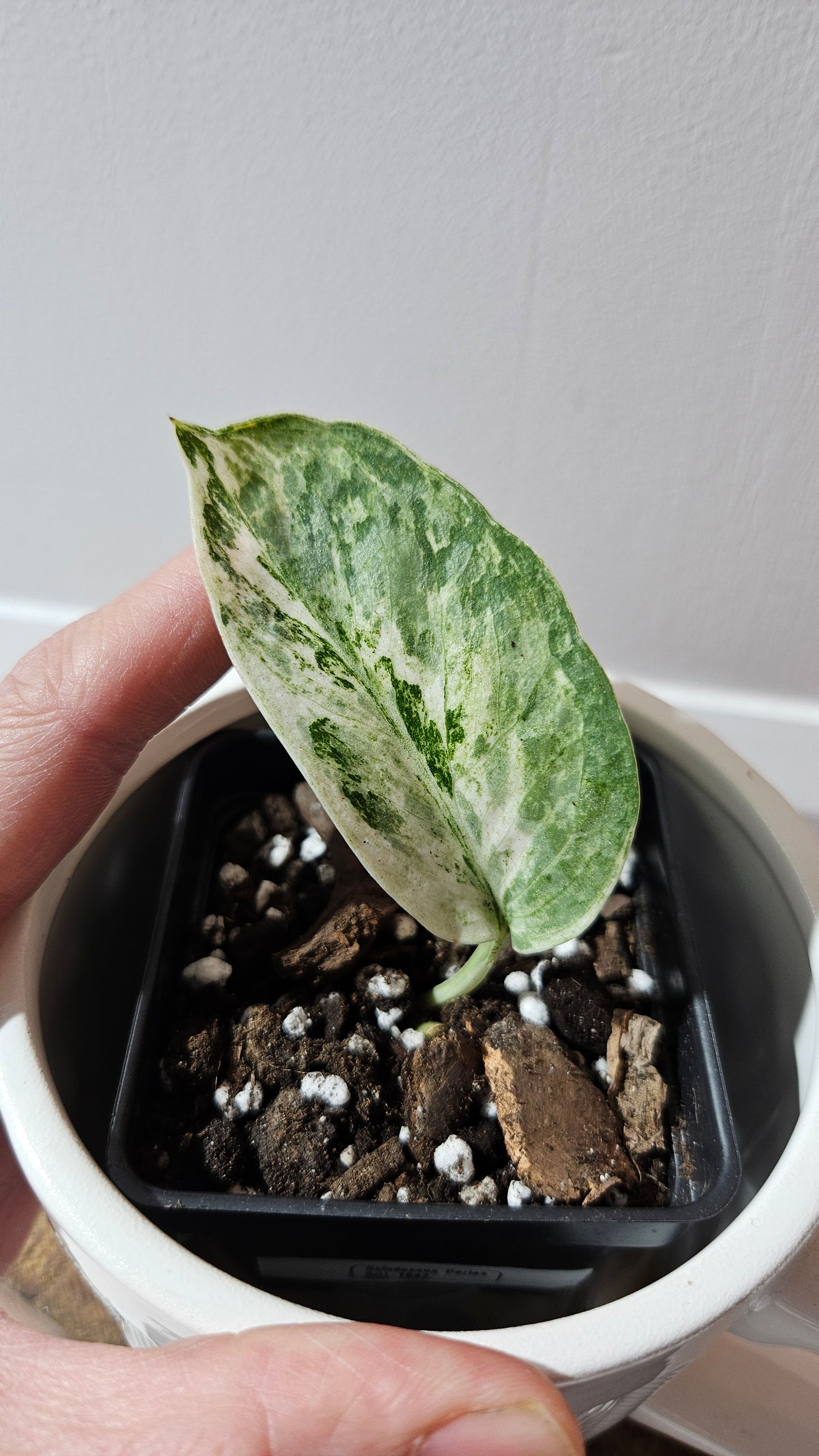 Scindapsus Perlas (SCI-1097)