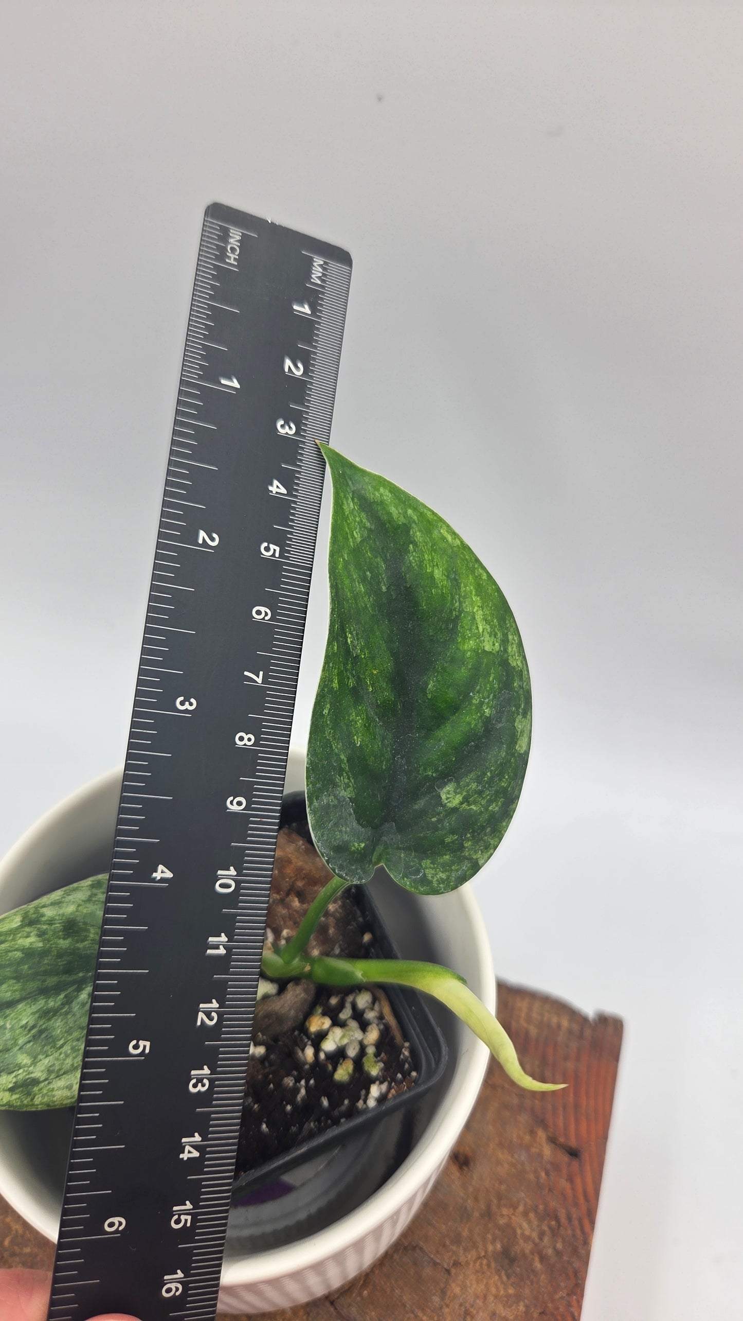 Scindapsus Silver Satin albo (SCI-1506)