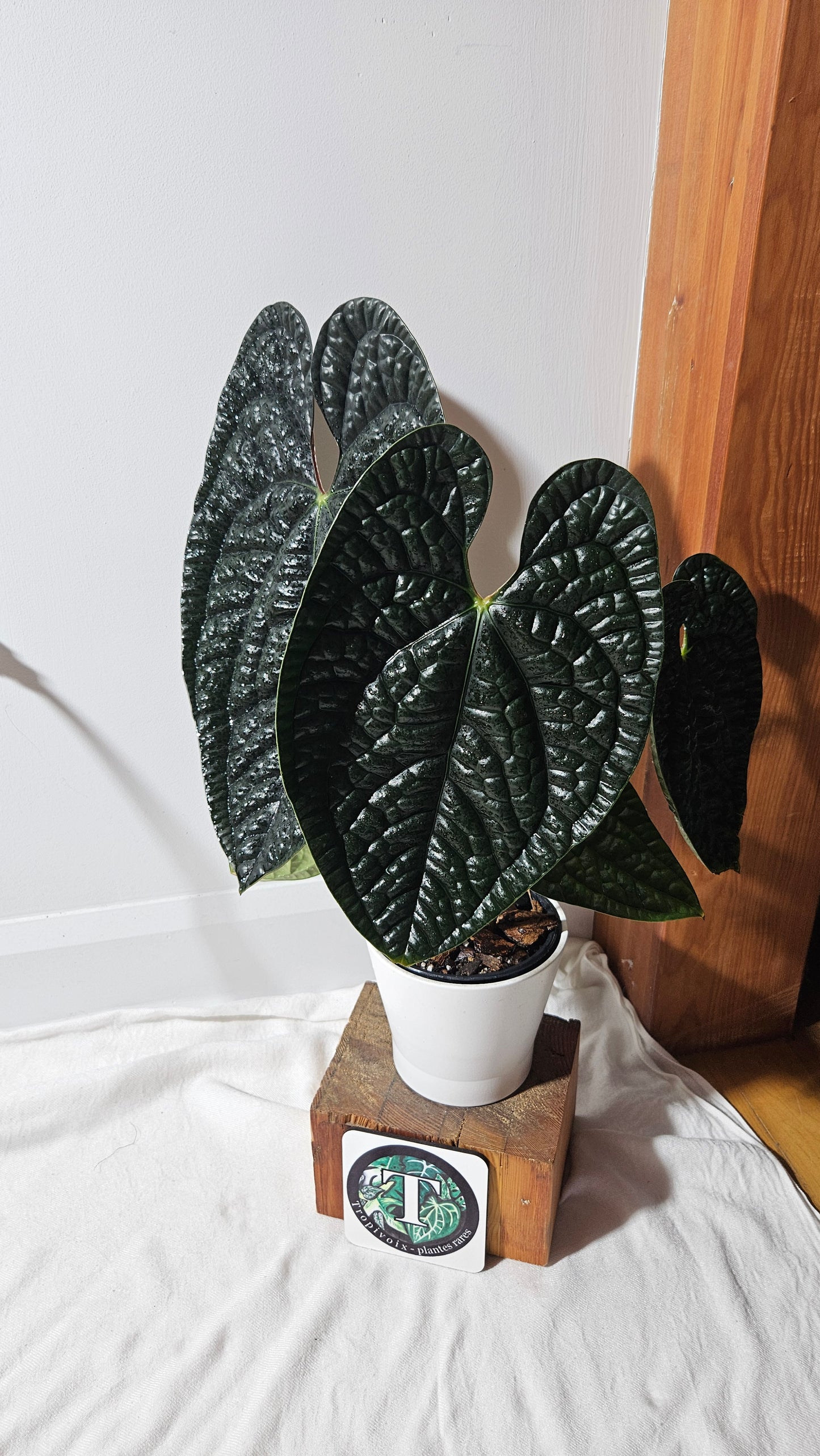 Anthurium Luxurians Dark "format XLARGE" (ANT-422)