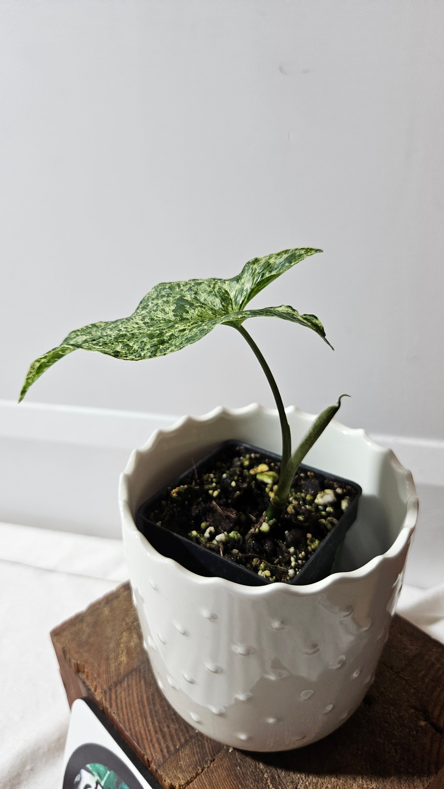 Syngonium Mojito (SYN-441)