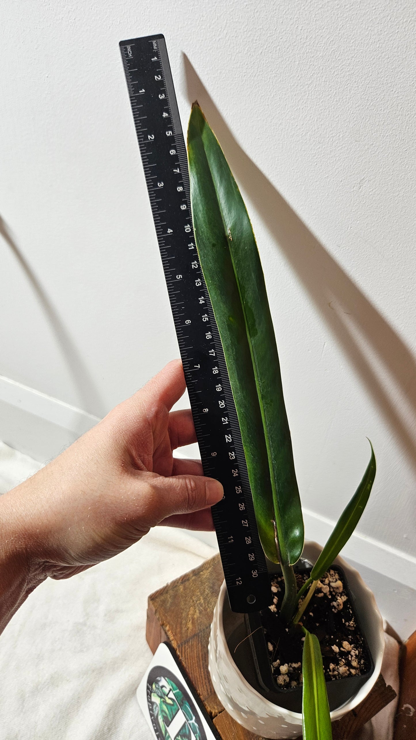 Philodendron BurleMarx Narrow (PHI-706)