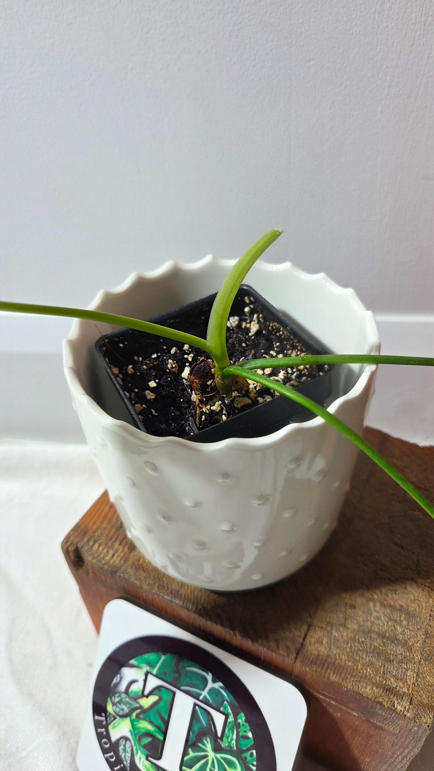 Philodendron Gladhands (PHI-959)