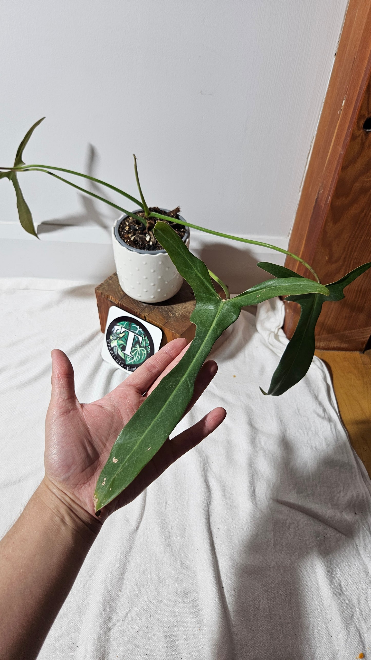 Philodendron Longilobatum (PHI-856)