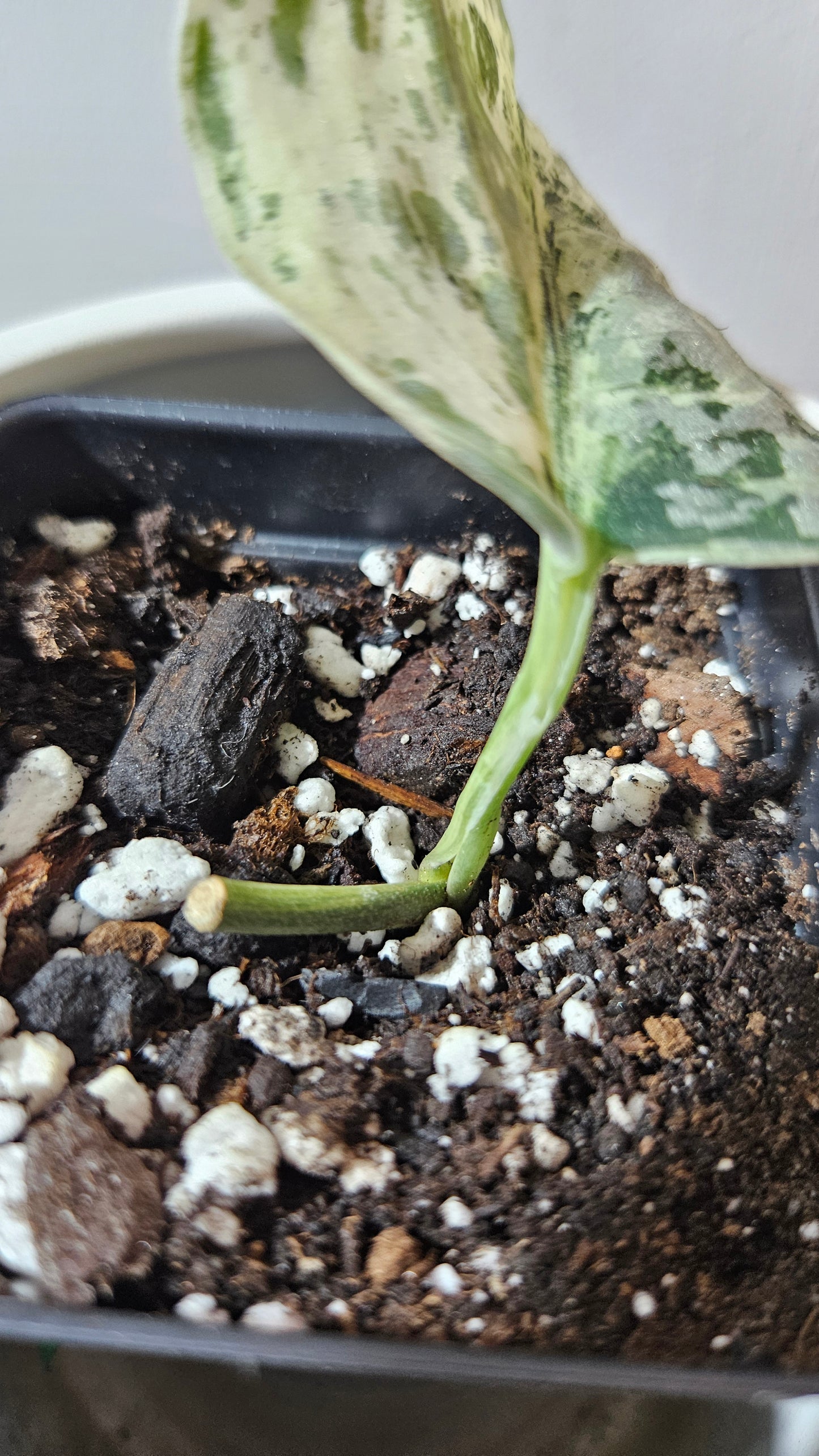 Scindapsus Peasun (SCI-1064)