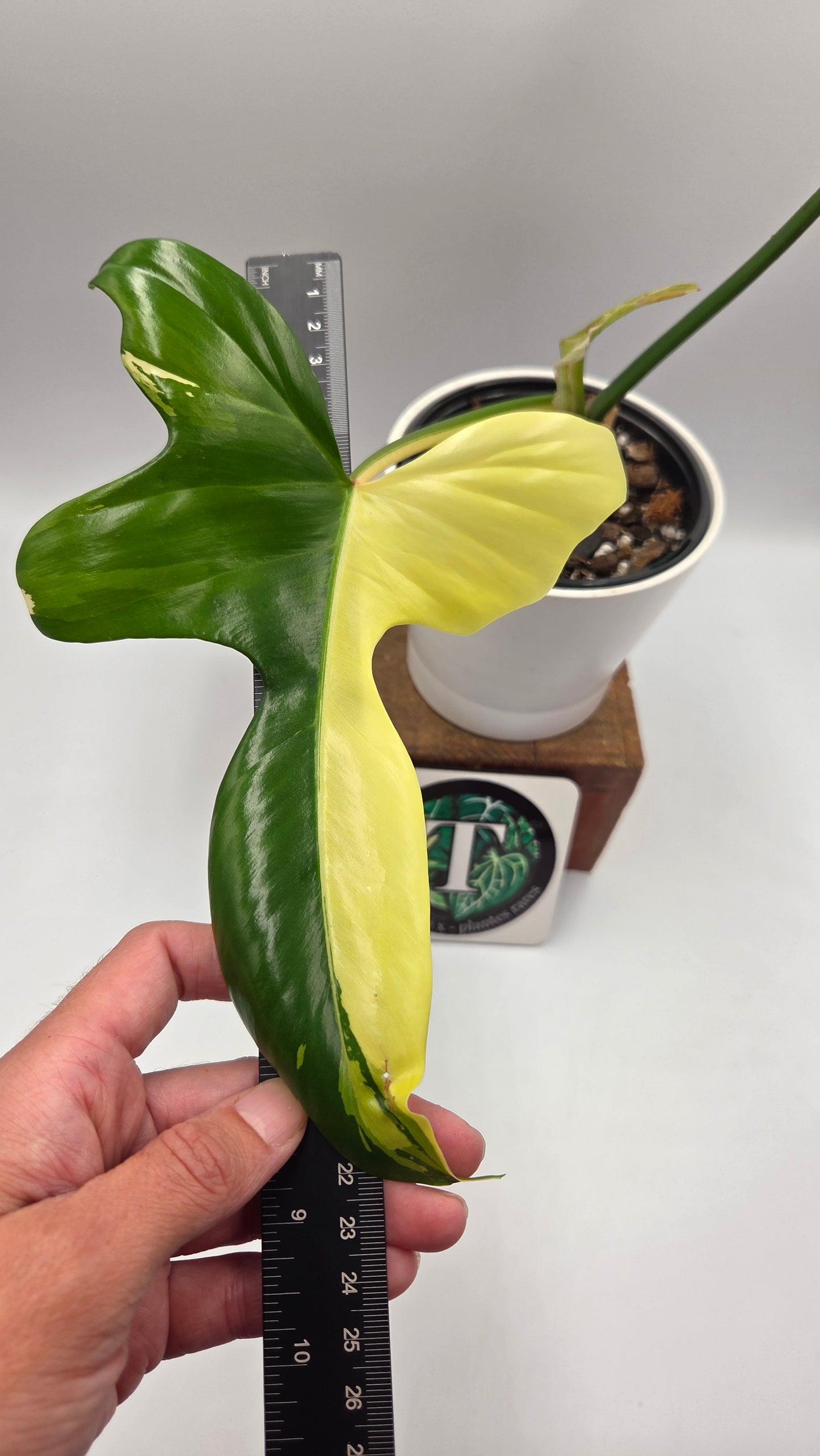 Philodendron Golden Dragon Variegata (PHI-1057)