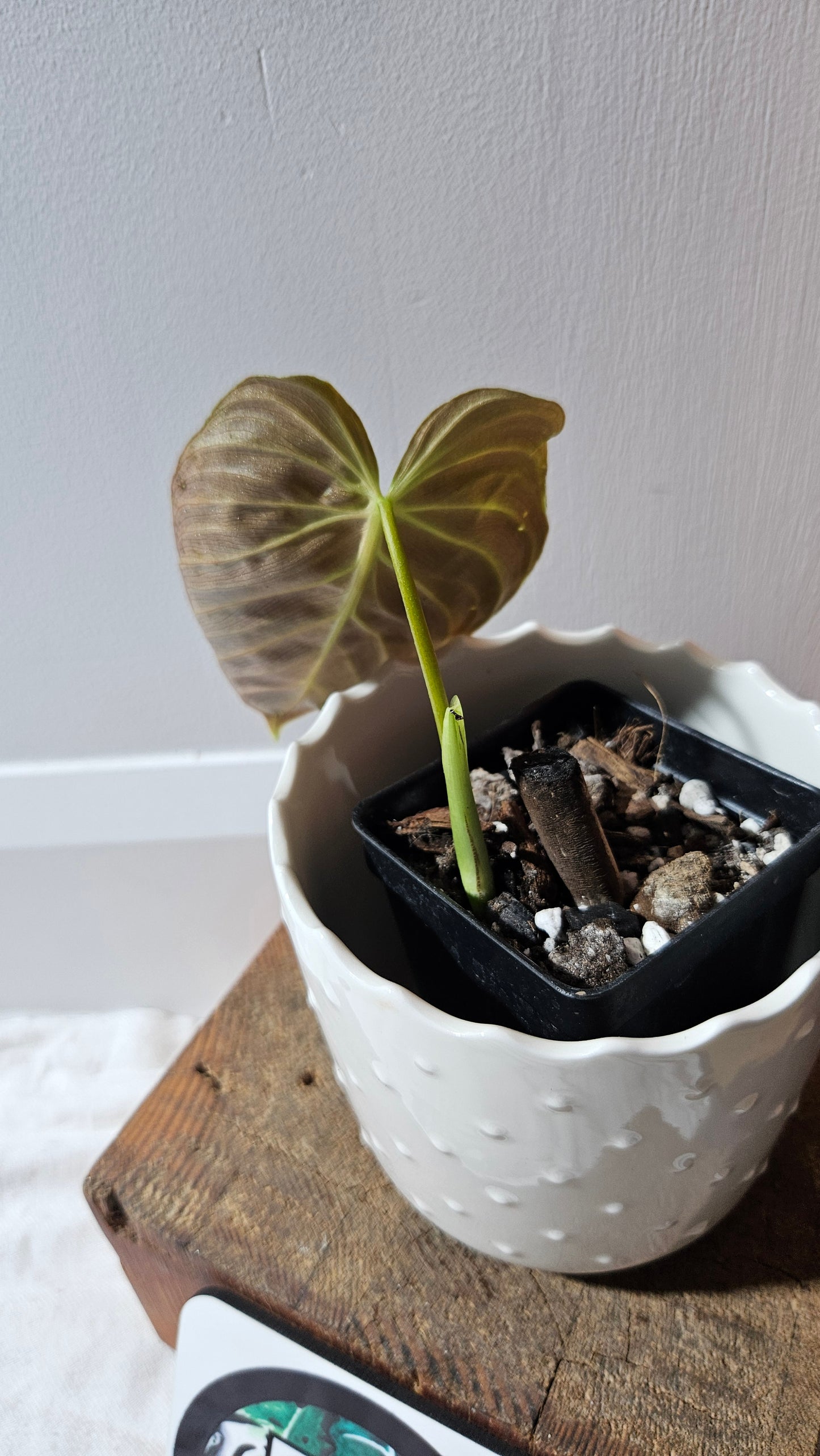 Philodendron Splendide (PHI-873)