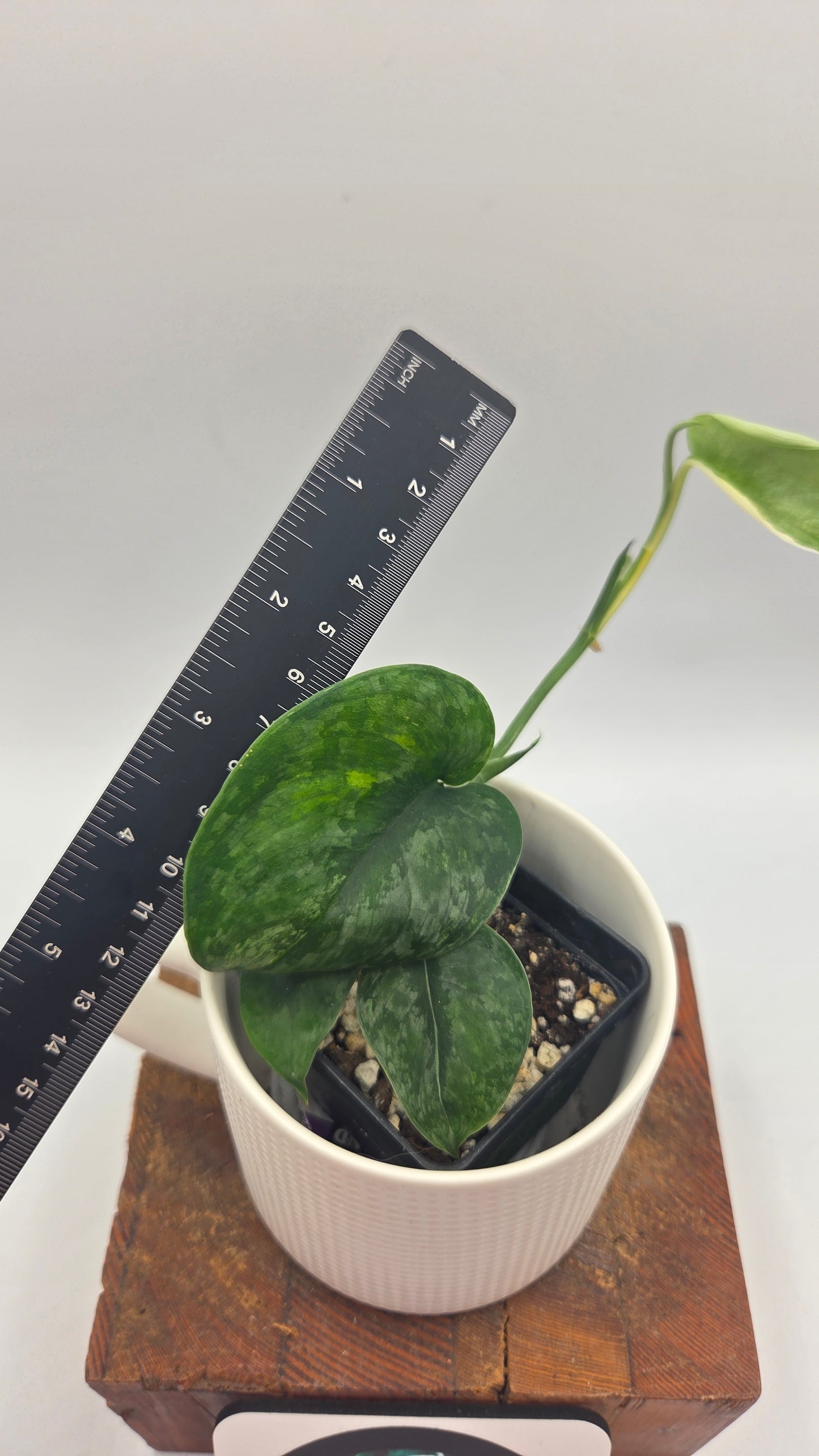 Scindapsus Silver Tattoo Variegata (SCI-1093)