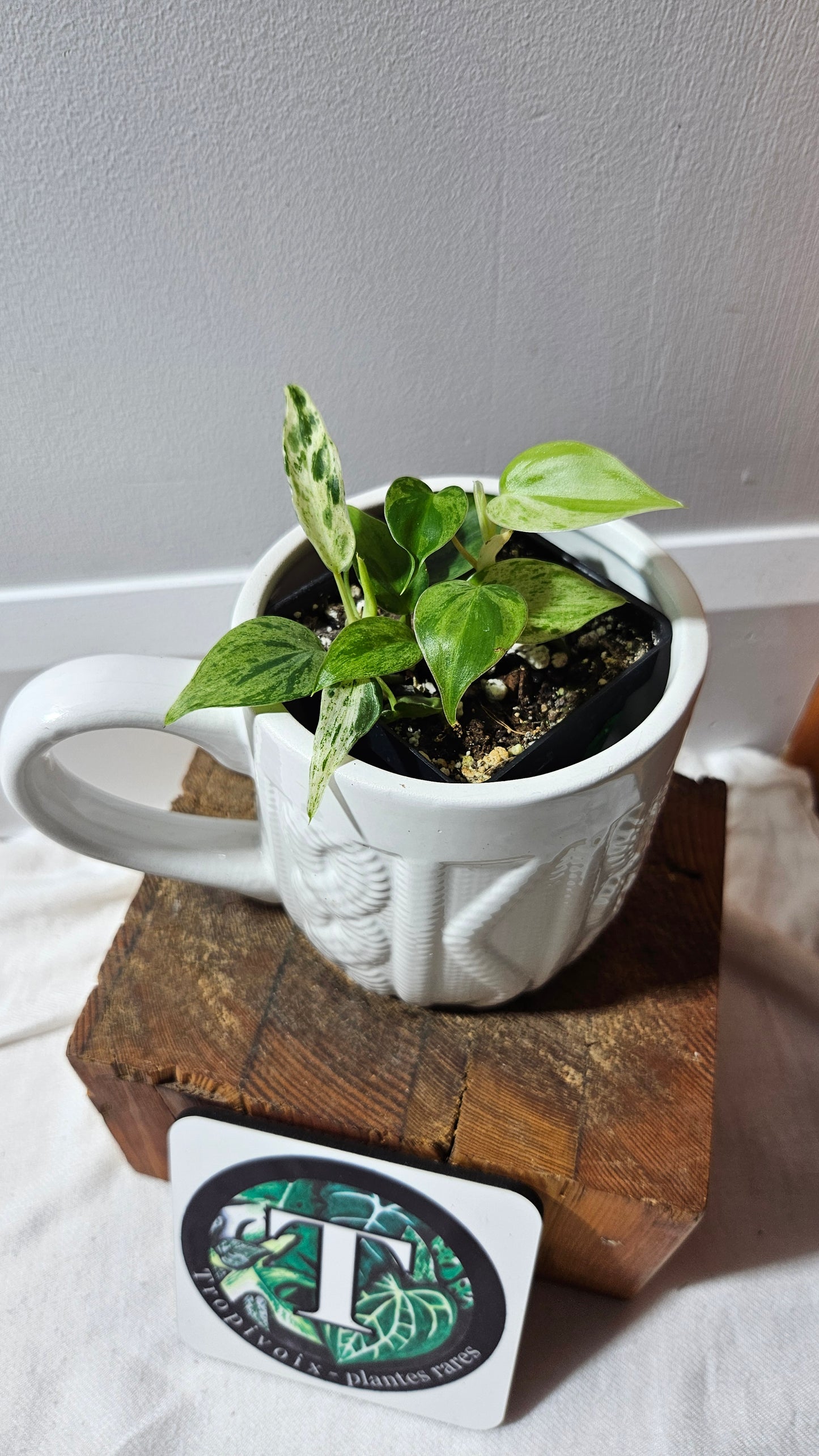 Philodendron Hederaceum Variegata (PHI-907)