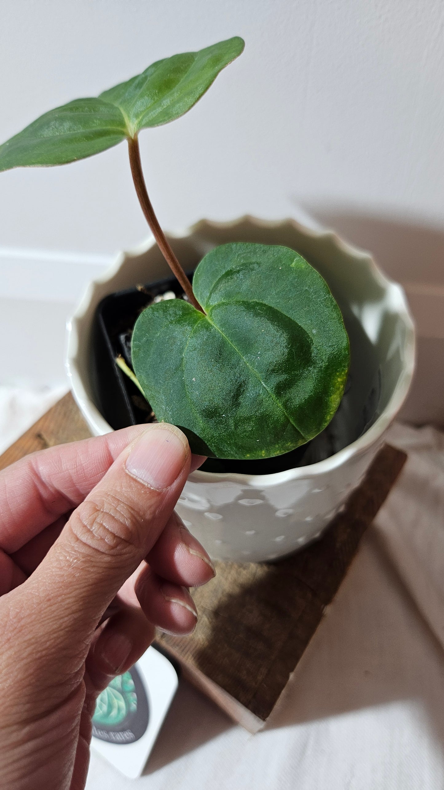 Anthurium Dark Phoenix X Panama "format PETIT" (ANT-493)