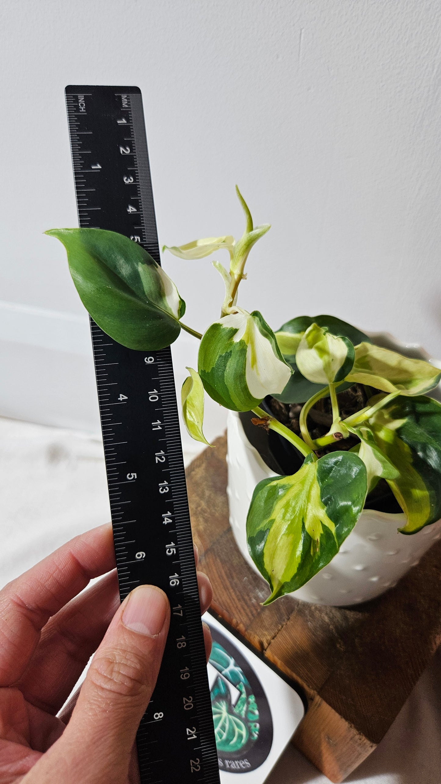 Philodendron Hederaceum Cream Splash (PHI-849)