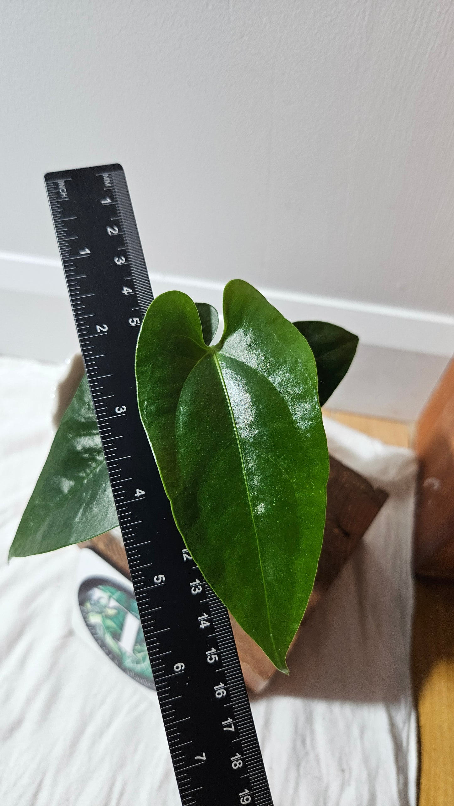 Anthurium Sagittatum Purple "format MOYEN"(ANT-617)