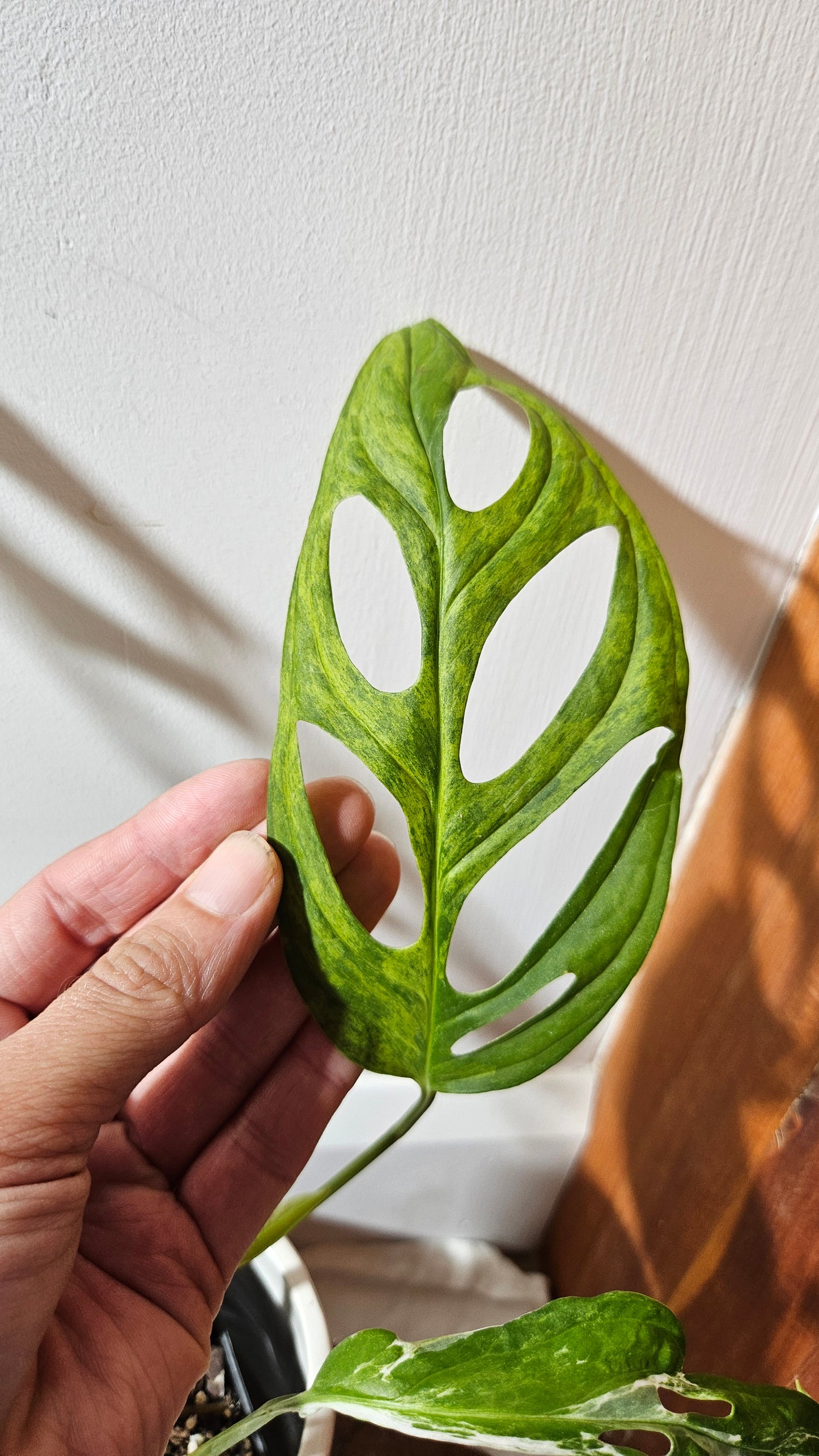 Monstera Andasonii Mint/Indo (MON-475)