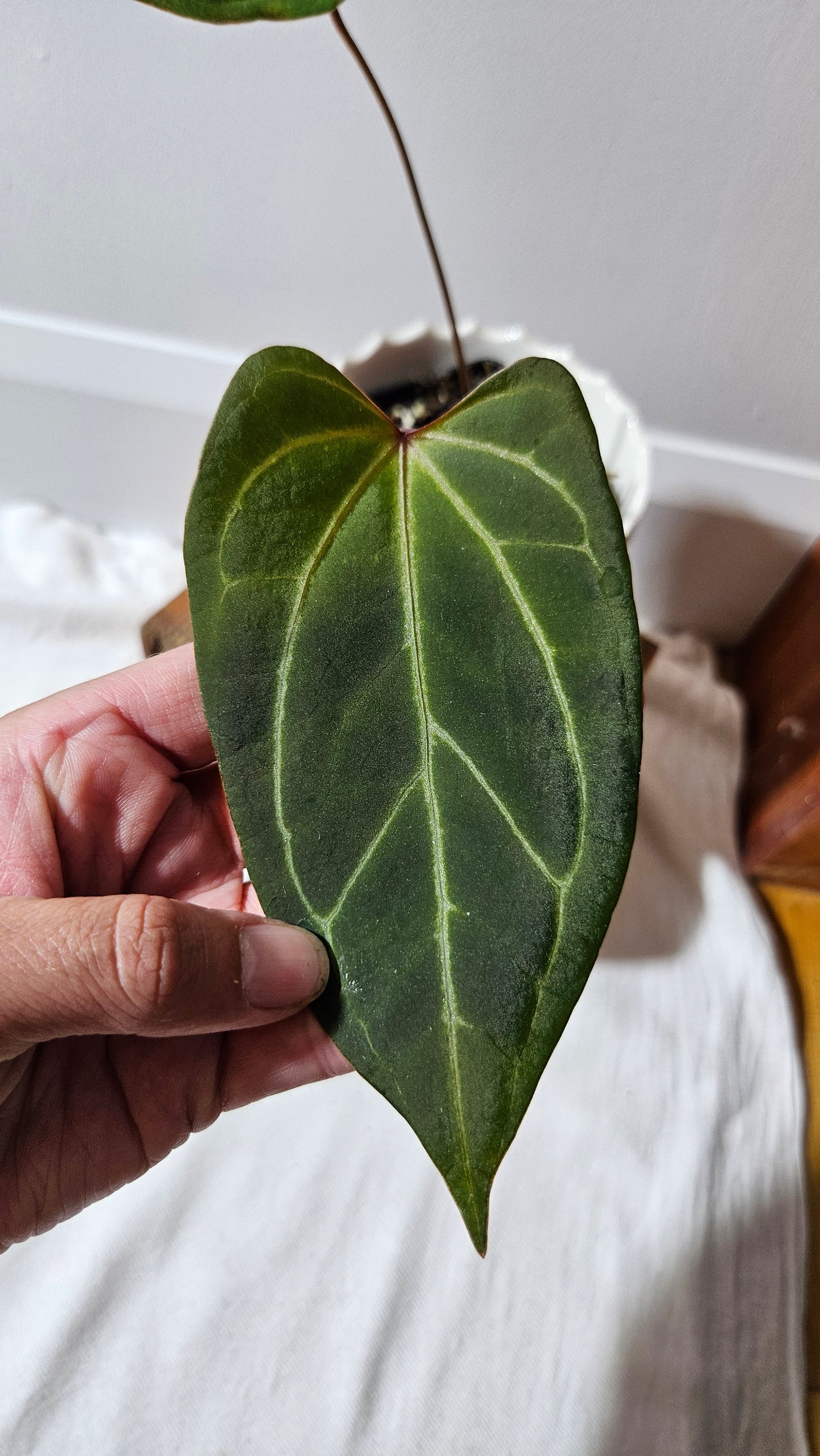 Anthurium Red Stem "format MOYEN" (ANT-112)