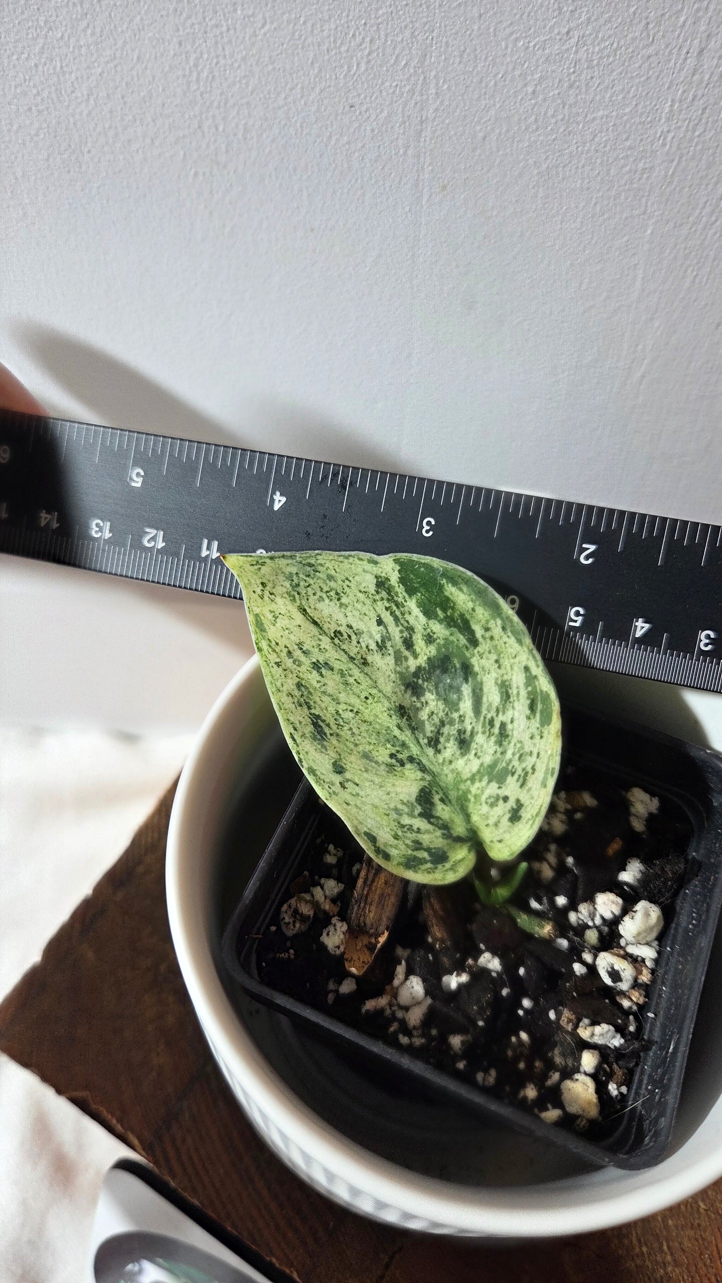 Scindapsus Silver Cloud variegata (SCI-1364)