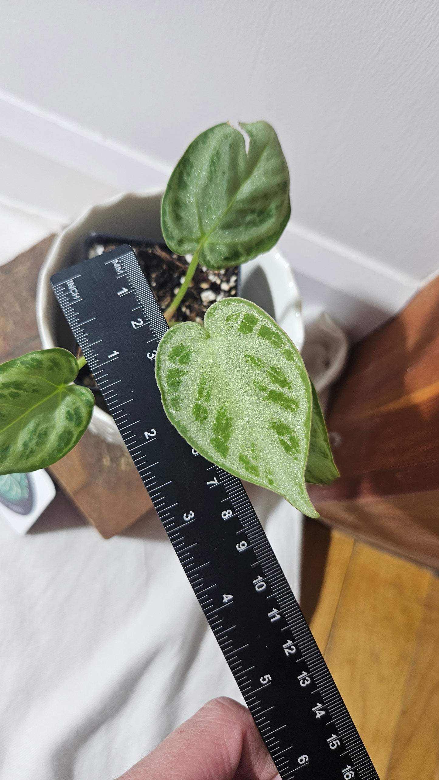 Anthurium Silver Blush Chrome (ANT-302)