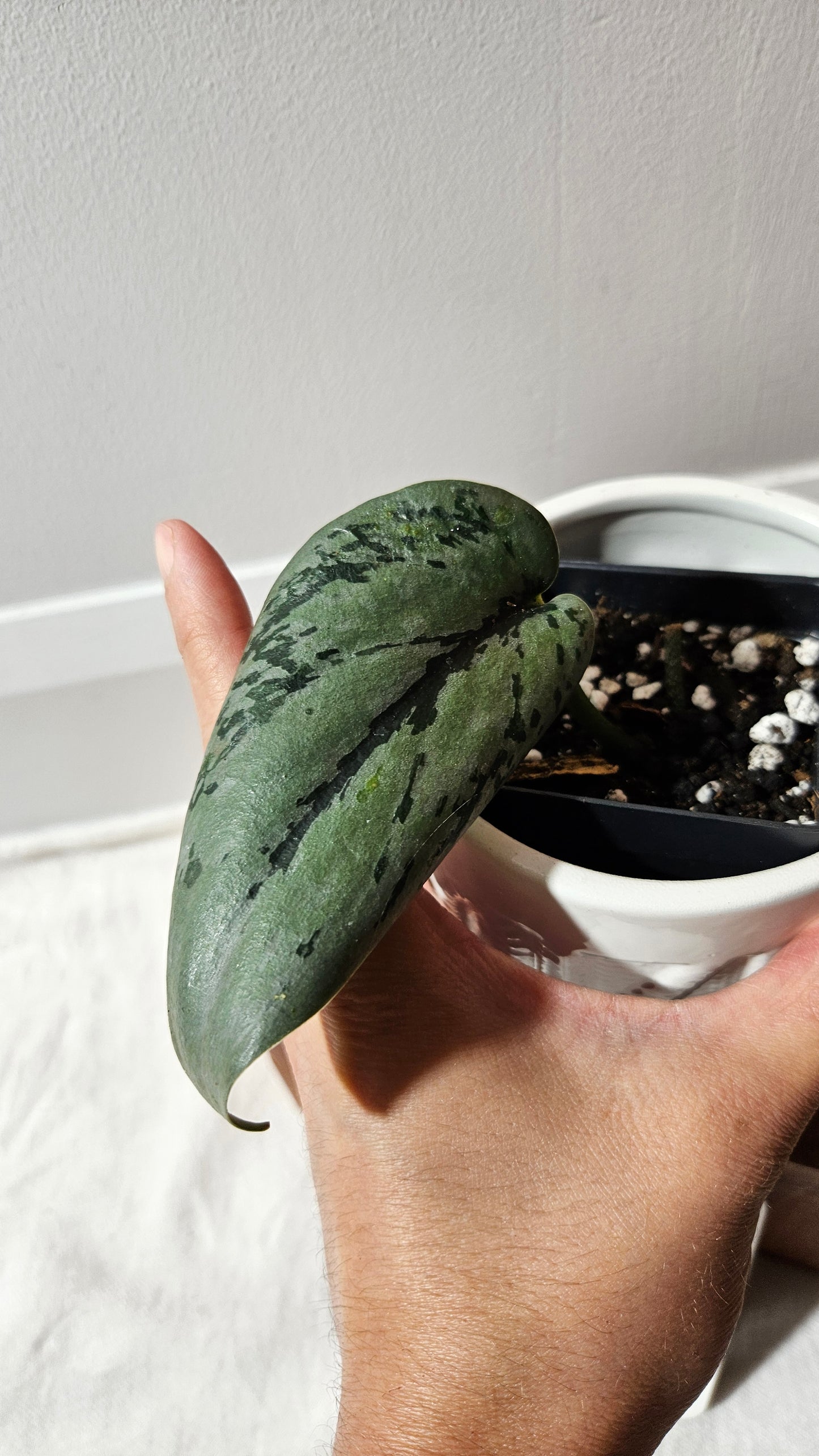 Scindapsus Army (SCI-1057)