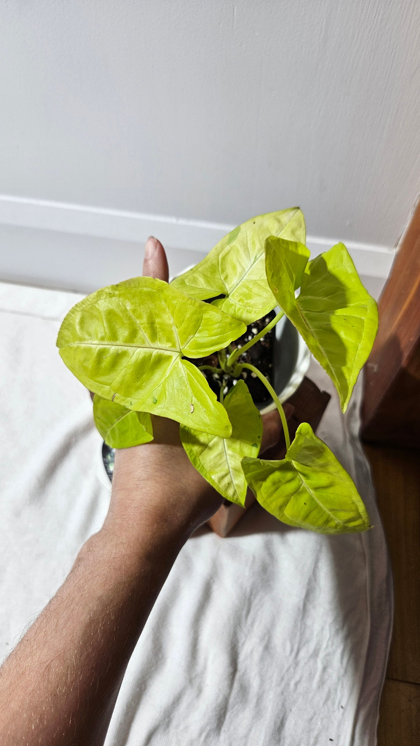 Syngonium Lime Soda Variegata (SYN-439)