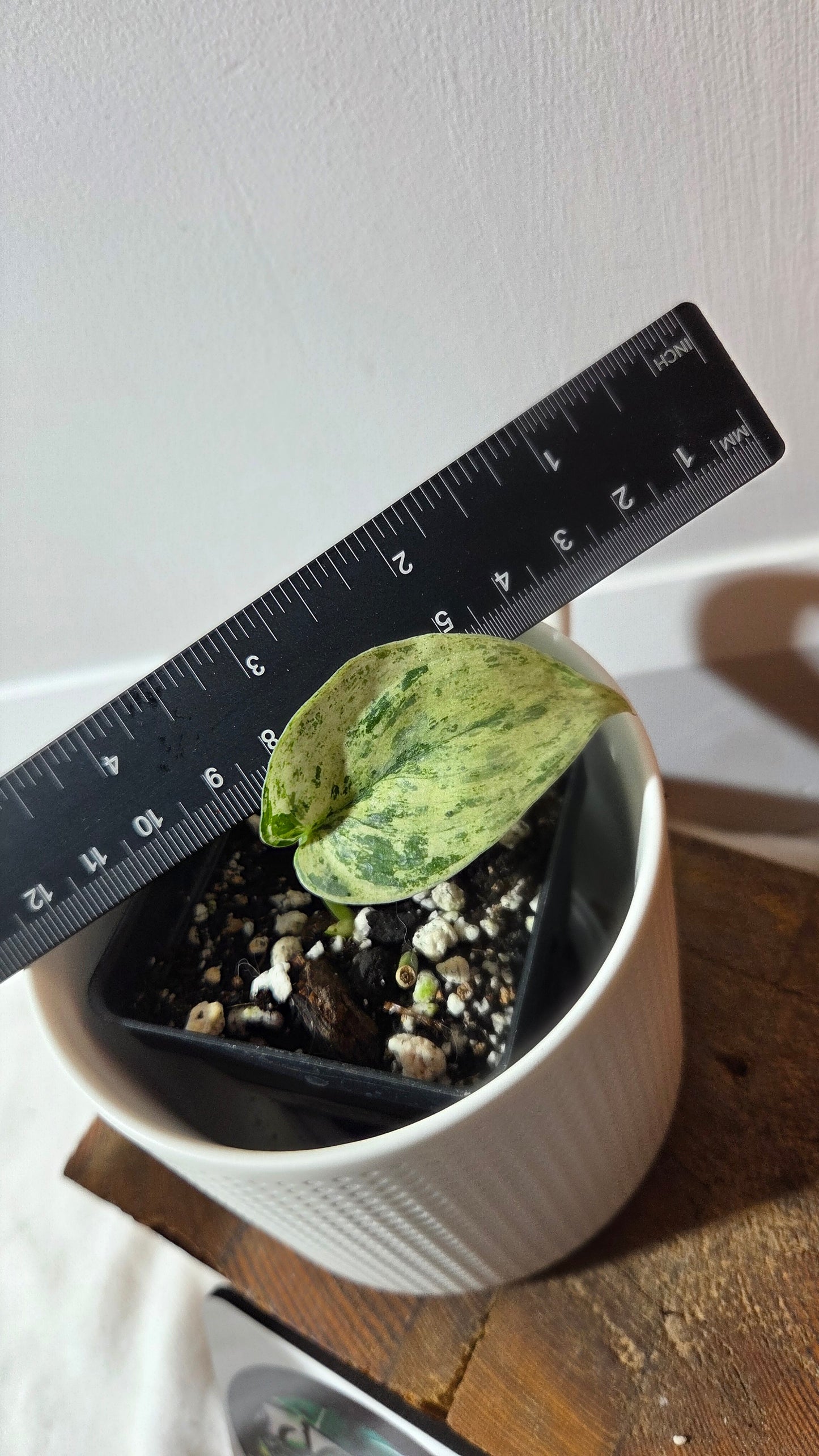 Scindapsus Silver Cloud variegata (SCI-1365)