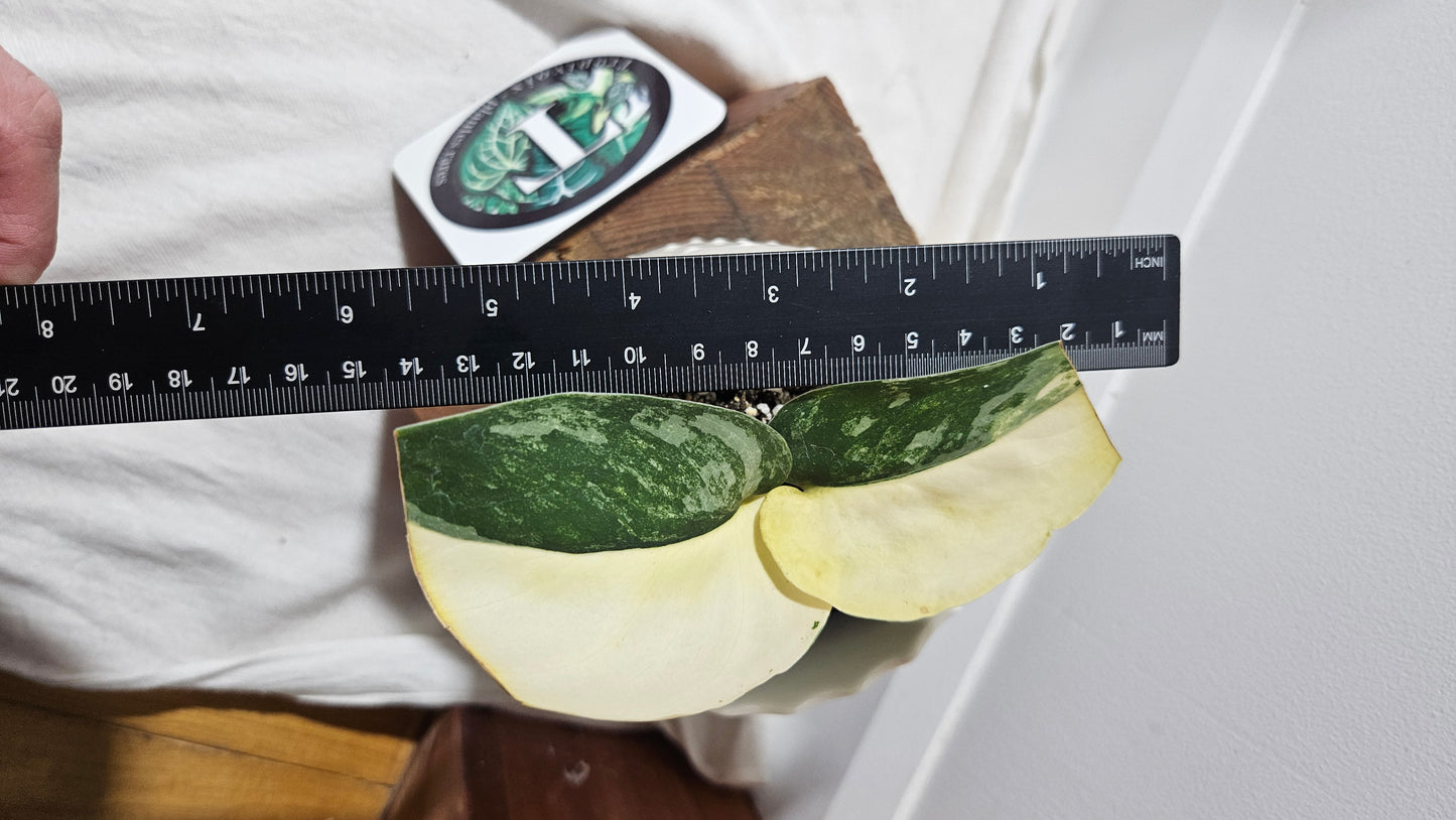 Scindapsus Jade Satin Albo (SCI-782)