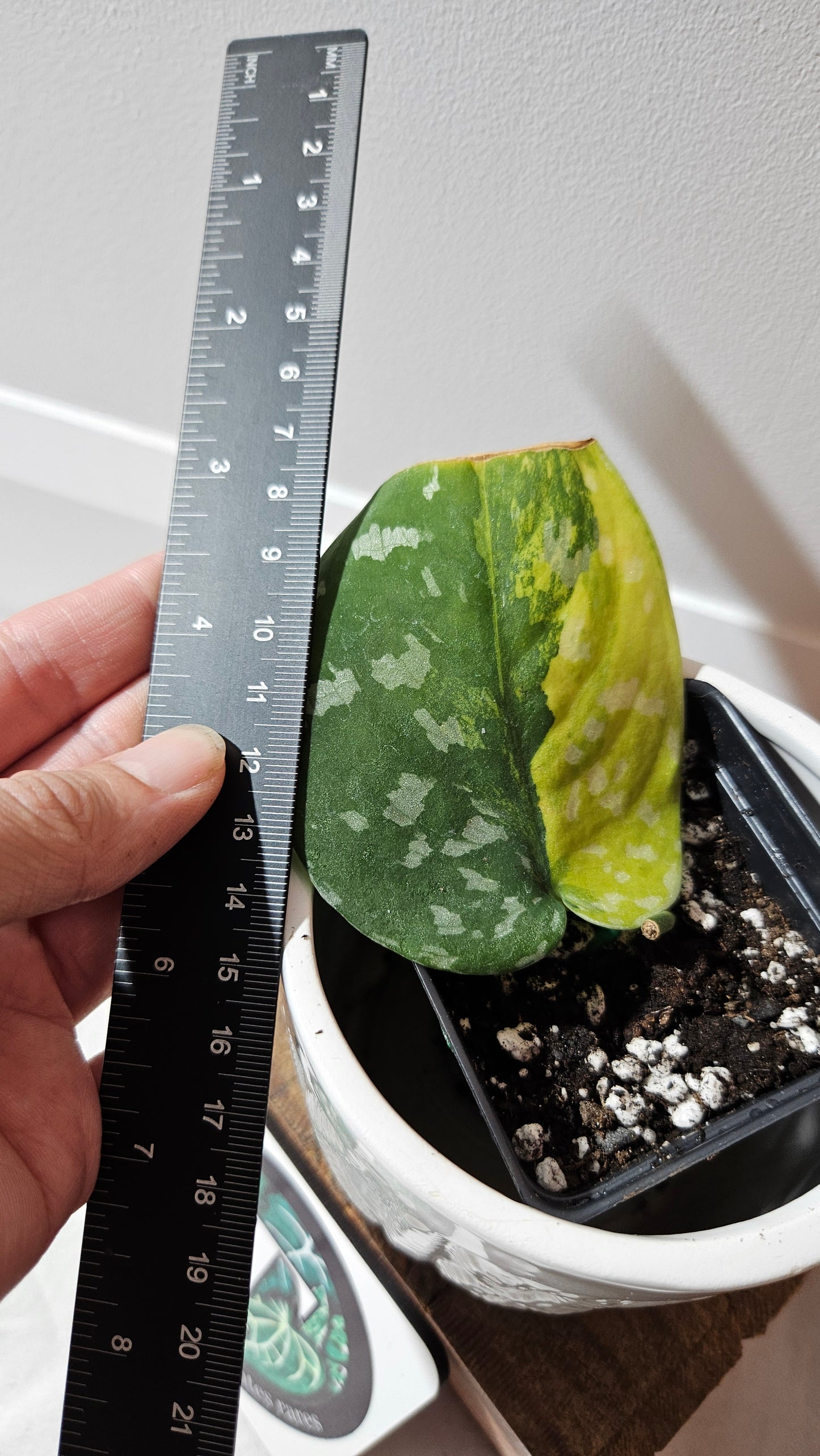 Scindapsus Sentarum (SCI-1131)