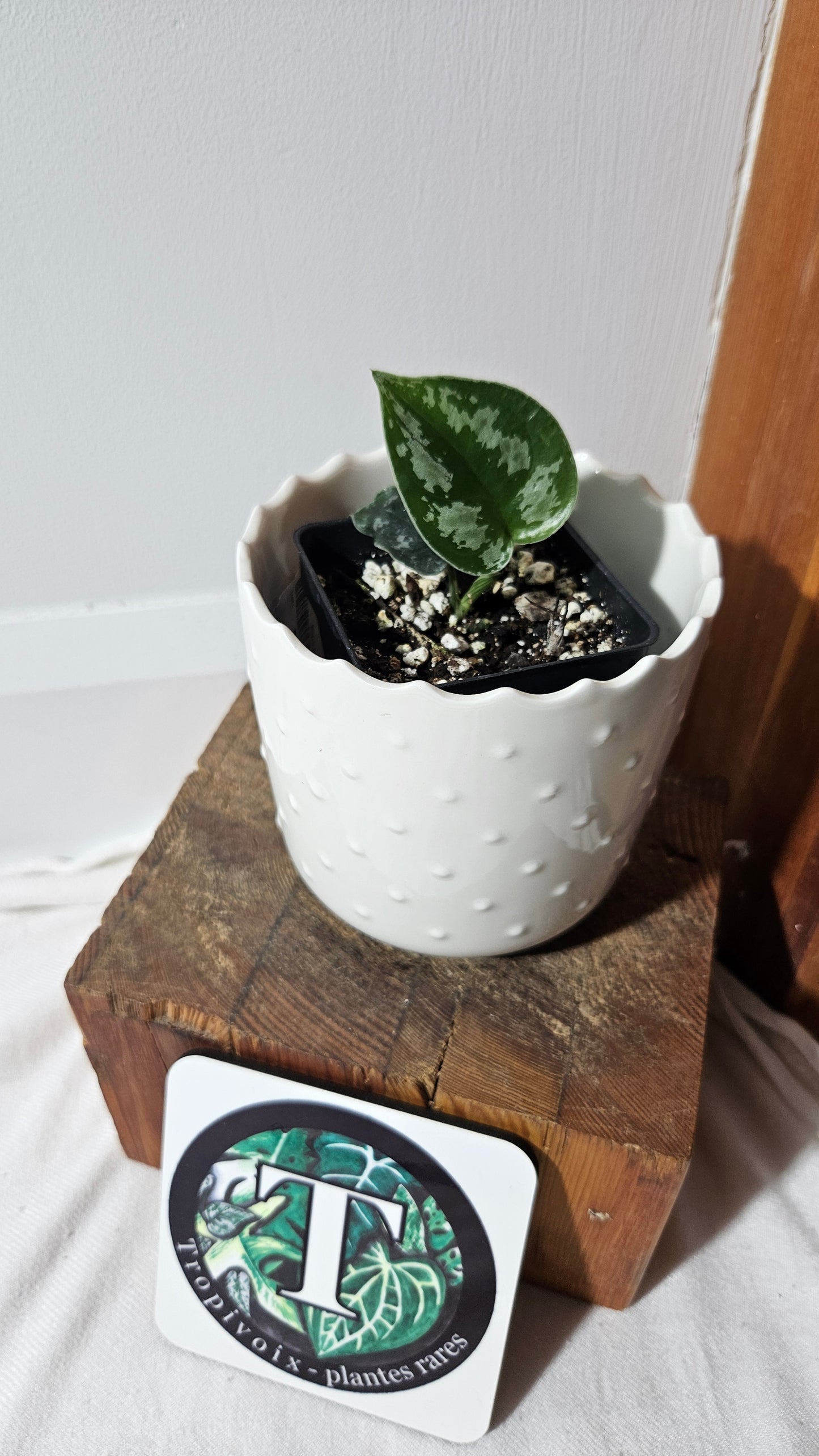 Scindapsus Dark Tricolore (SCI-1039)