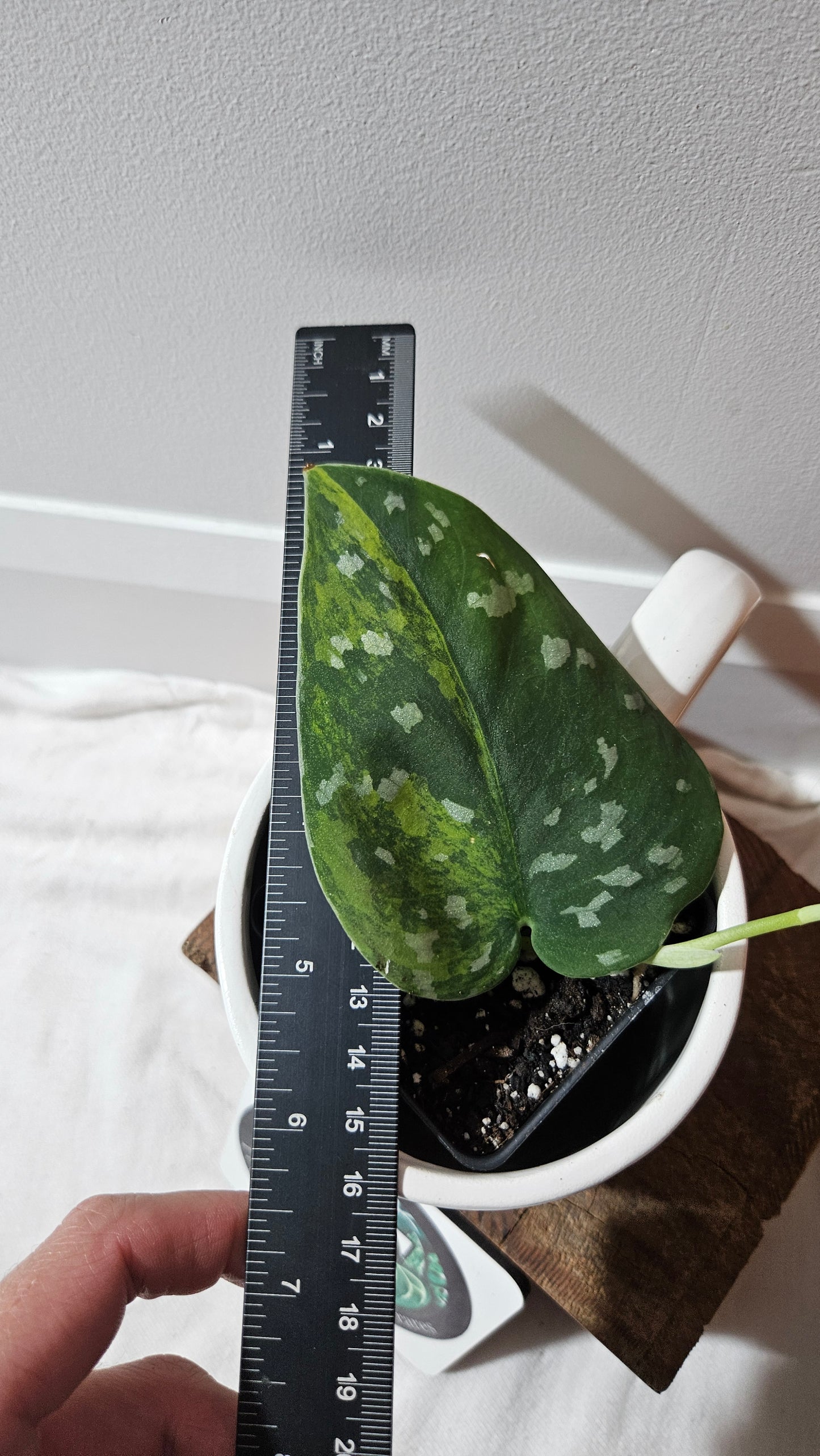 Scindapsus Sentarum (SCI-1146)