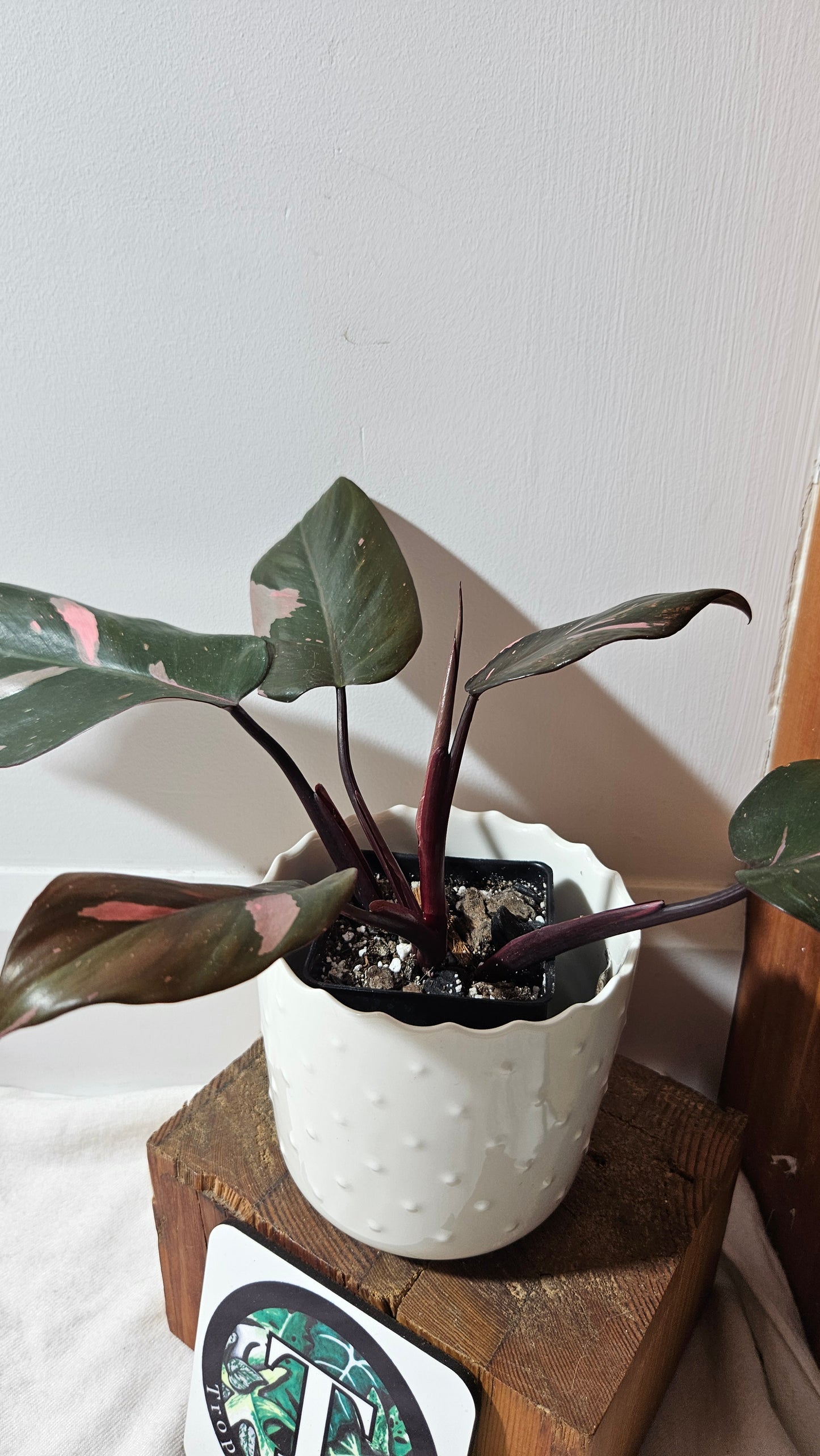 Philodendron Black Cherry (PHI-711)