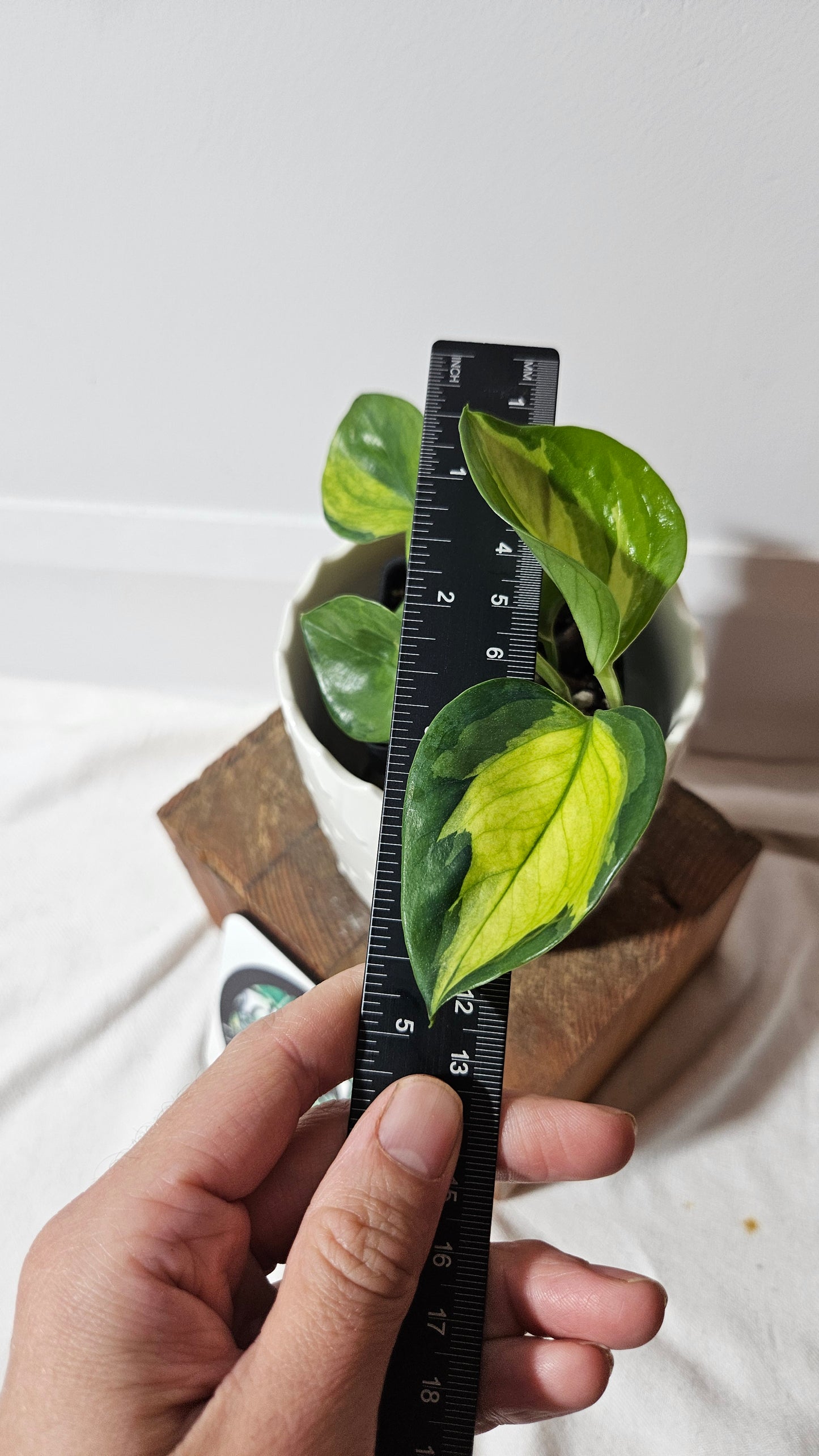 Epipremnum Aureum Manjula yellow/Olivia/Mint (EPI-214)