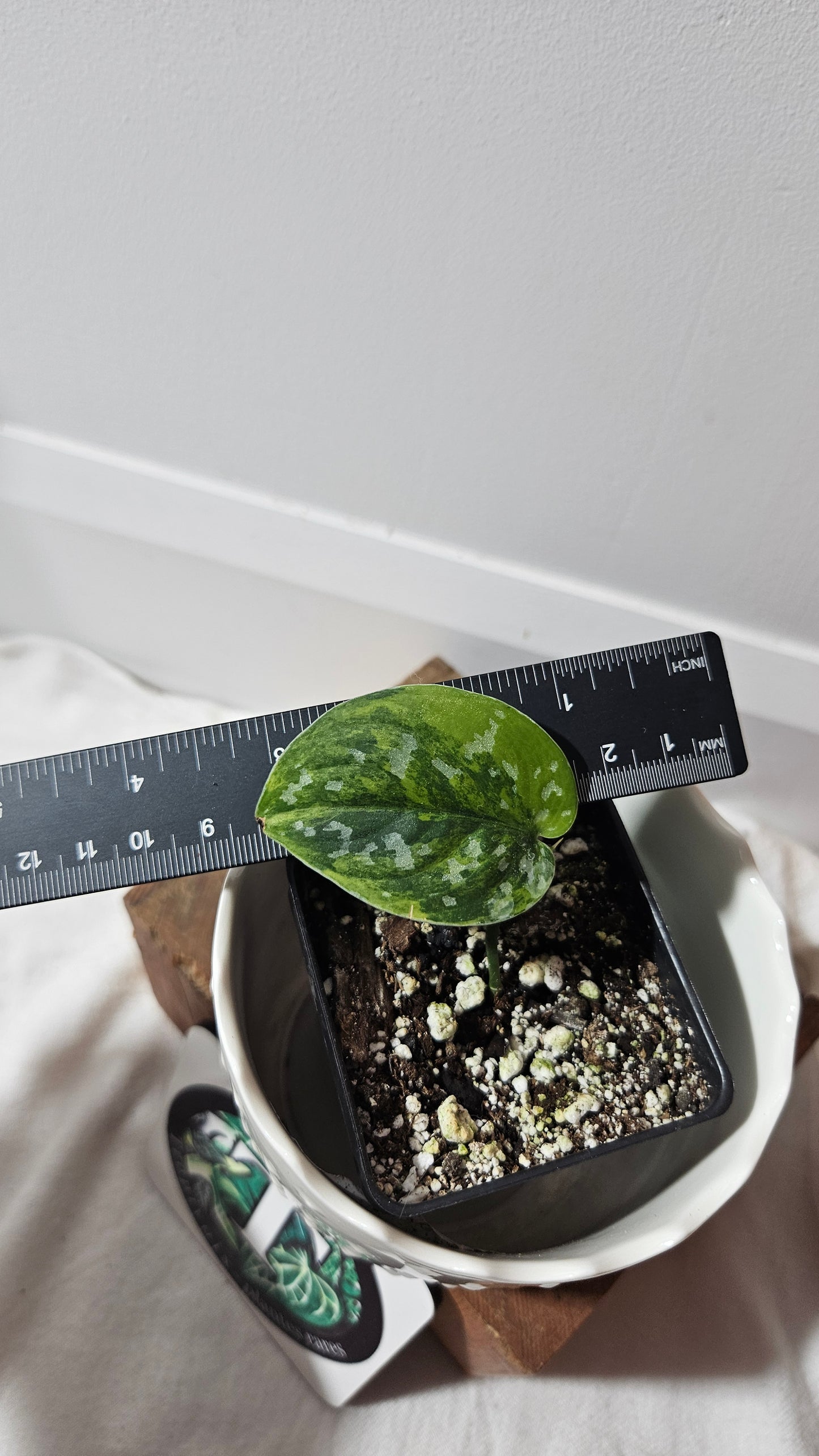 Scindapsus Sentarum (SCI-835)