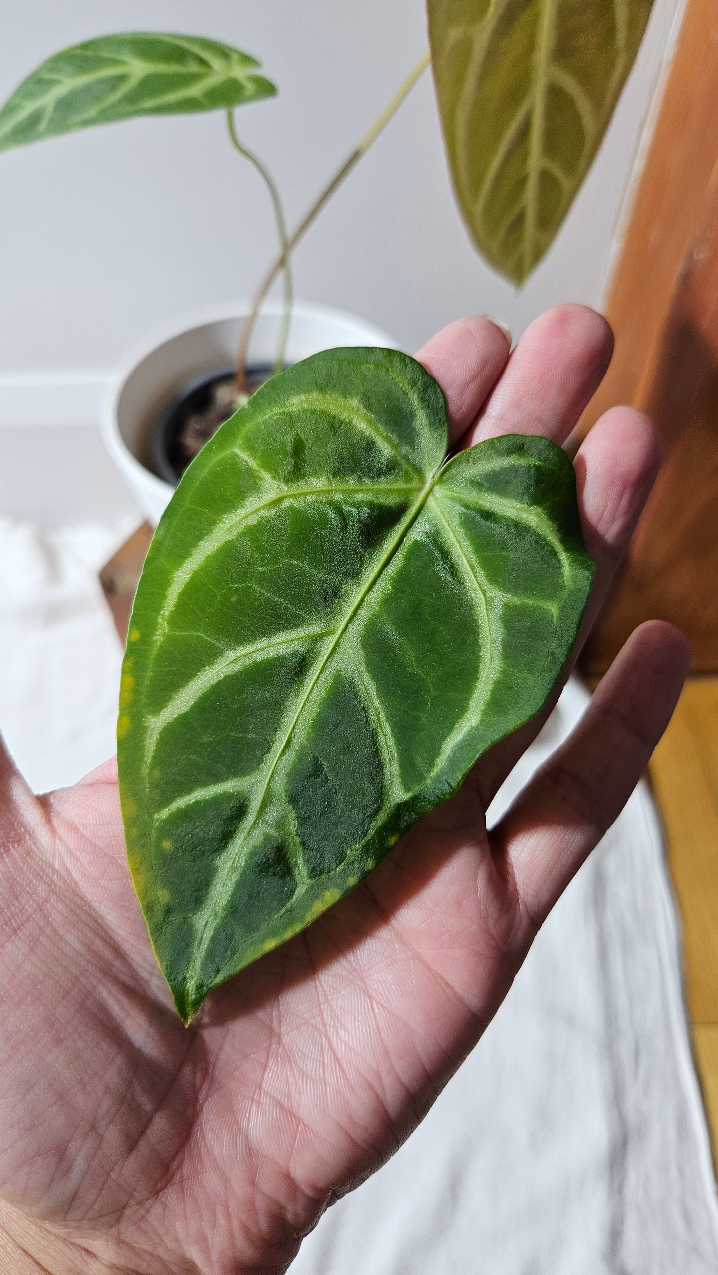 Anthurium Magnificum (équateur) "format MOYEN"(ANT-530)