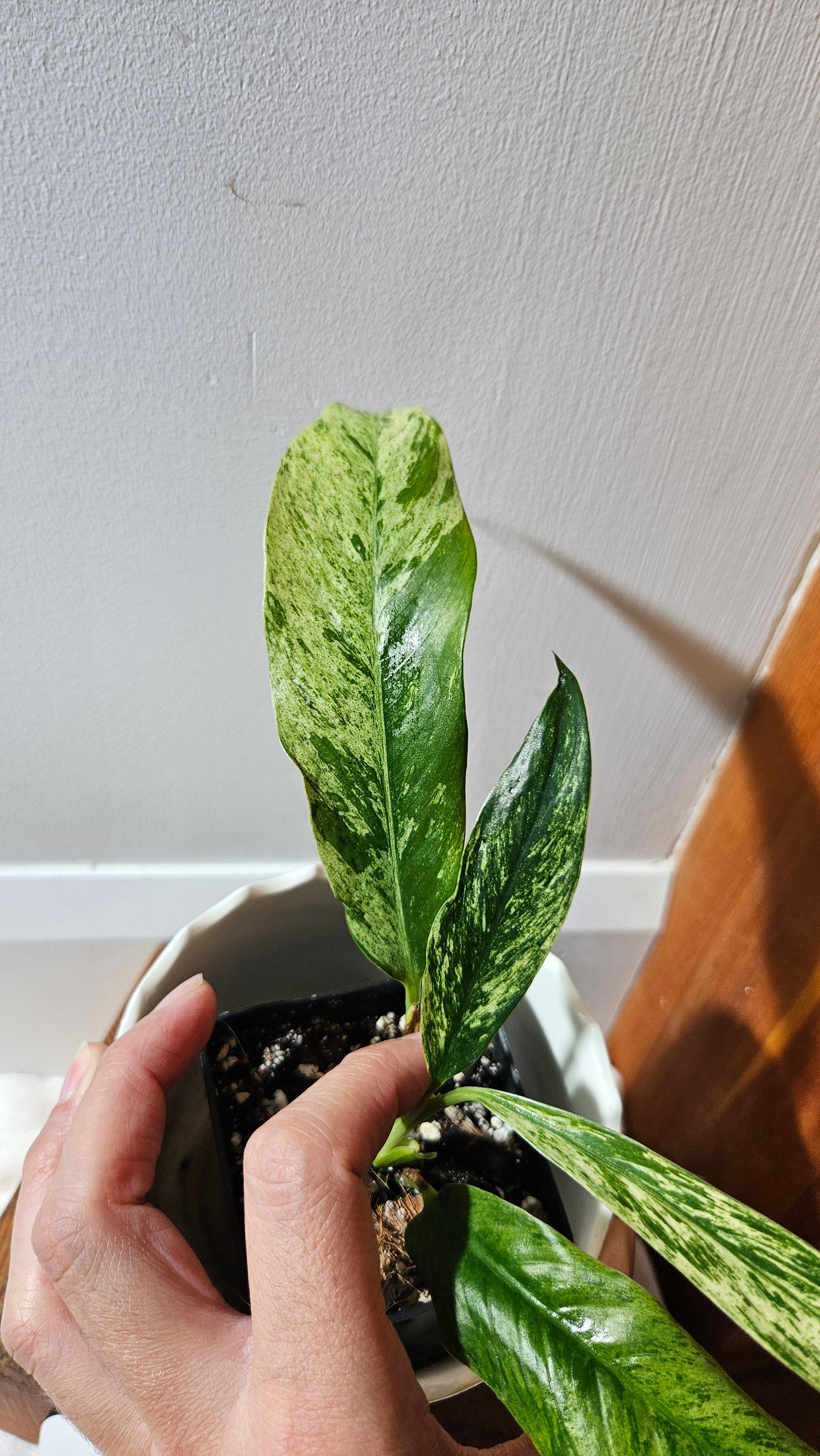 Rhaphidophora Megasperma Variegata (AUT-072)