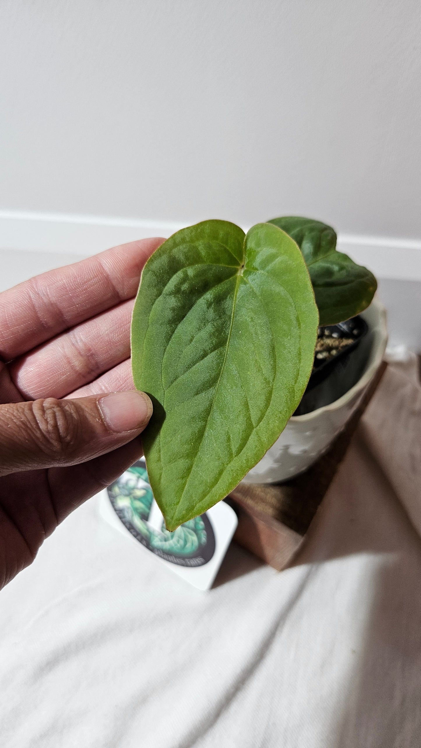 Anthurium Kunayalense "format MOYEN" (ANT-457)