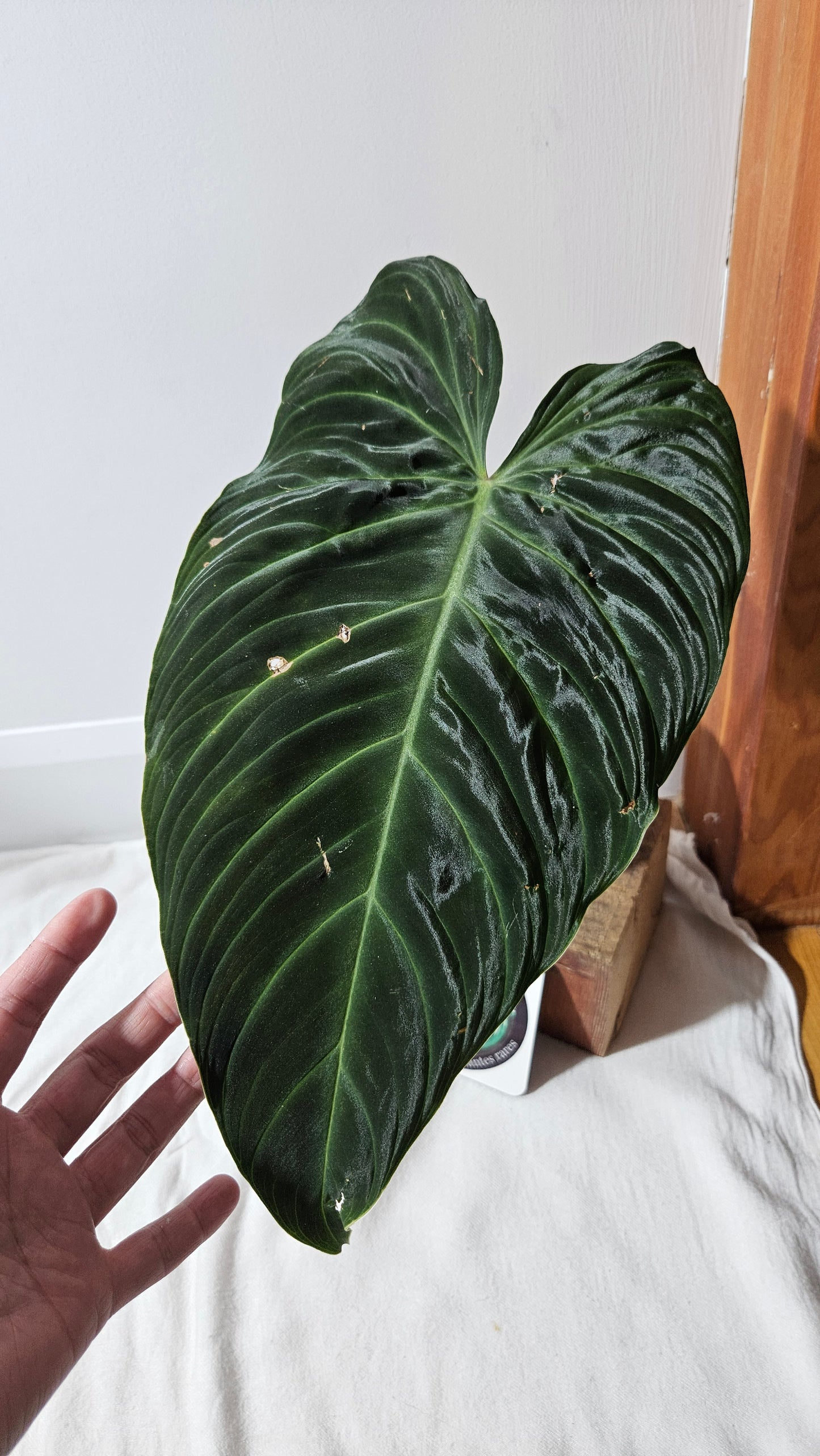 Philodendron Splendide "format XLARGE" (PHI-922)
