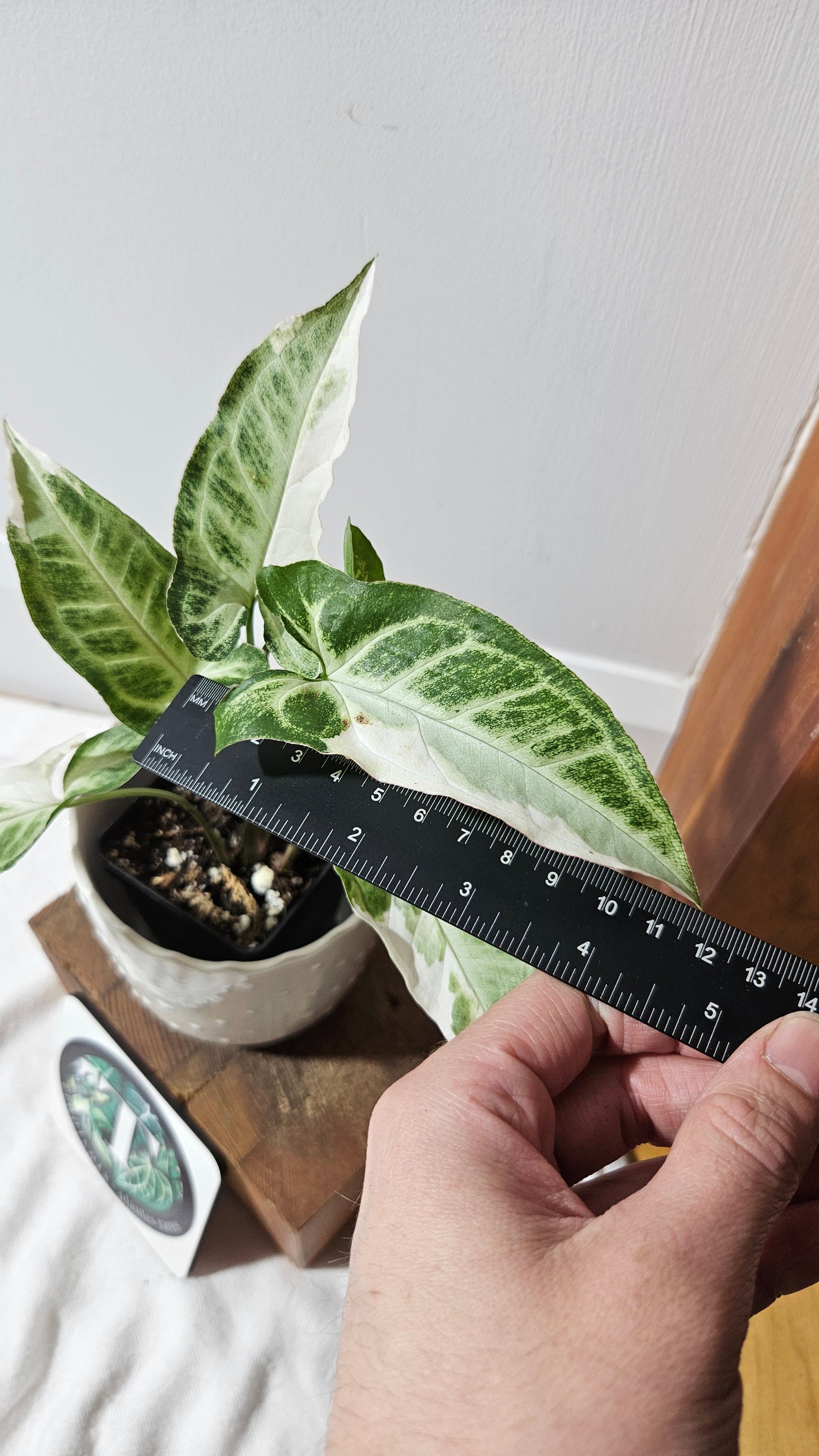 Syngonium T25 (SYN-430)